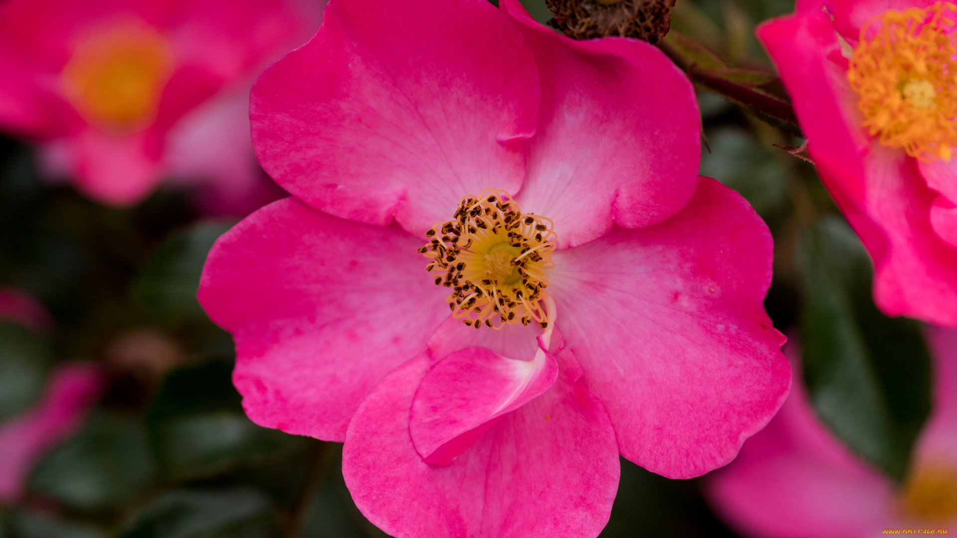 цветы, розы, blossoms, bud, rose, цветение, листья, лепестки, leaves, petals, бутон, роза