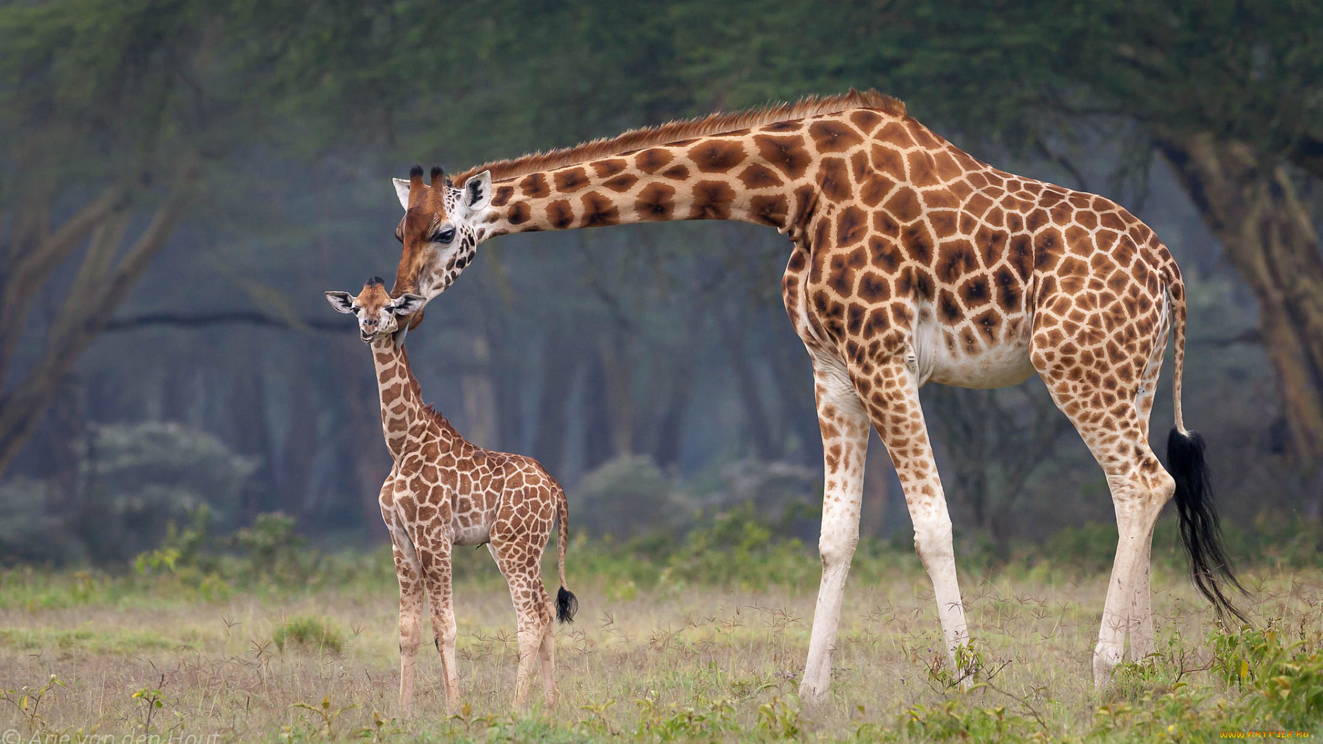 животные, жирафы, африка, малыш, мама