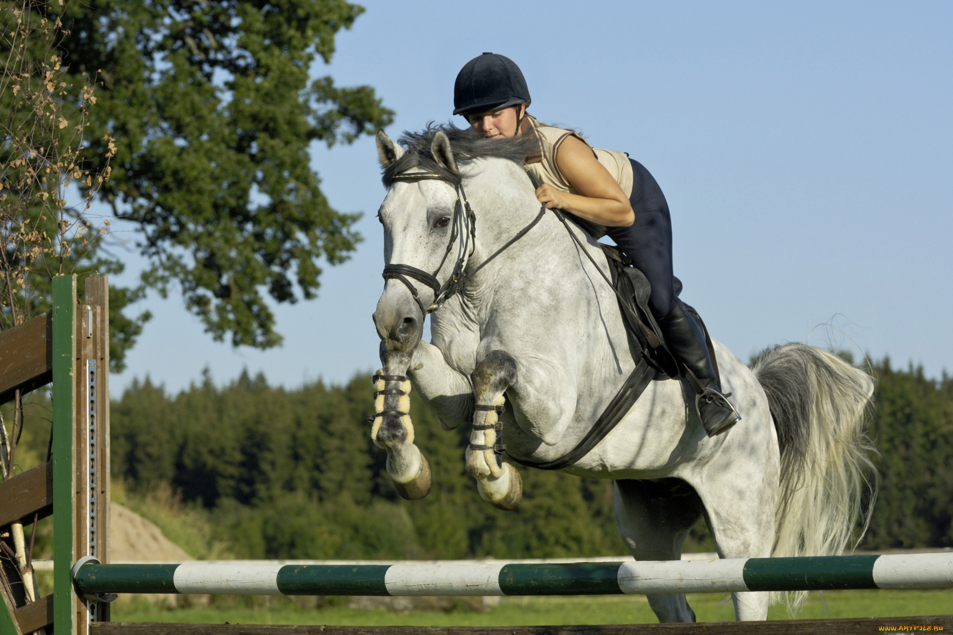 спорт, конный, спорт, девушка, наездница, препятствие, деревья