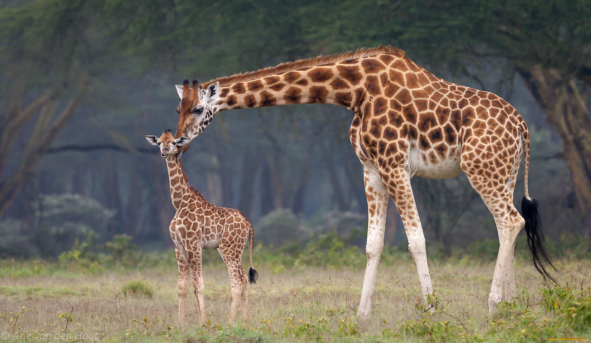 животные, жирафы, африка, малыш, мама