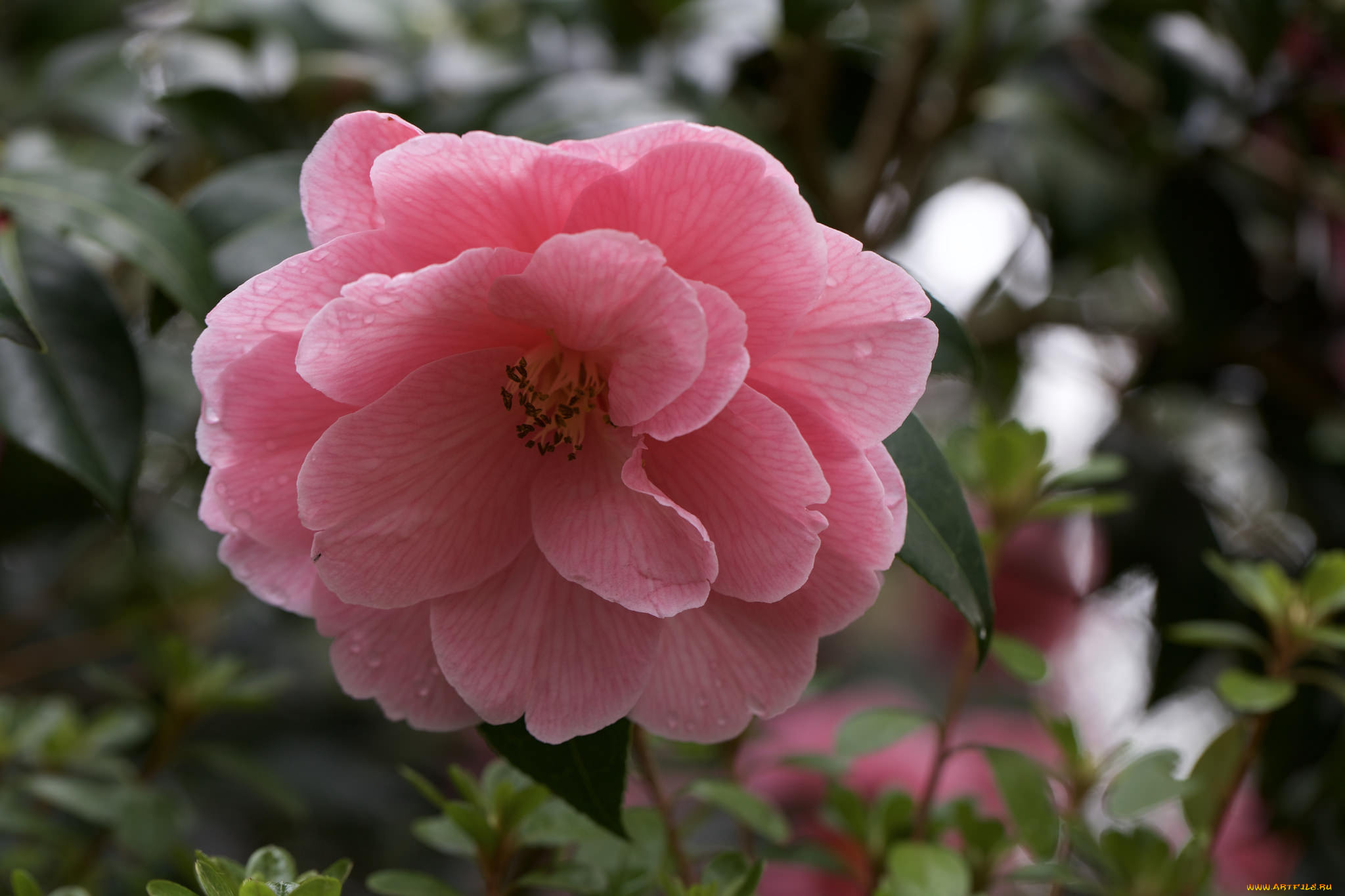 цветы, камелии, shrubs, кустарник, цветение, бутон, листья, leaf, camellia, flowering, bud, камелия