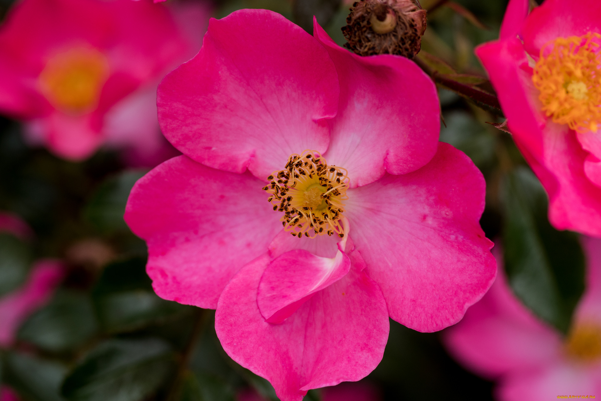 цветы, розы, blossoms, bud, rose, цветение, листья, лепестки, leaves, petals, бутон, роза