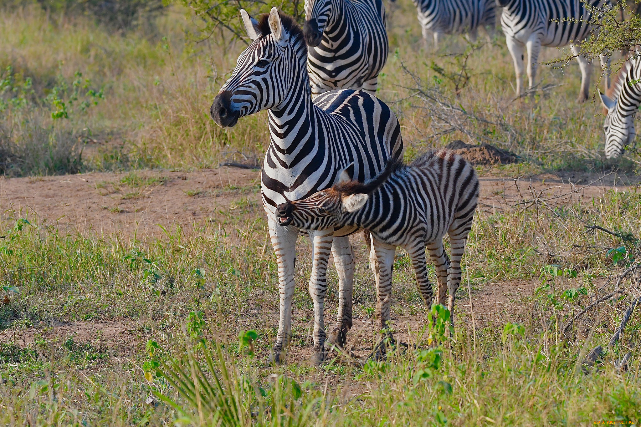 животные, зебры, мама, малыш, полосатики, зебра, природа, трава