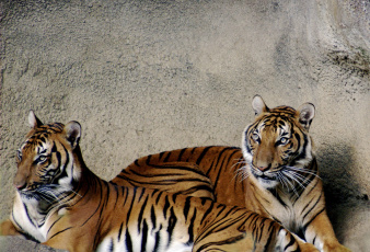 Картинка животные тигры стена пара