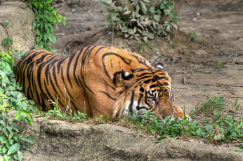 Картинка животные тигры лианы камни отдых тигр