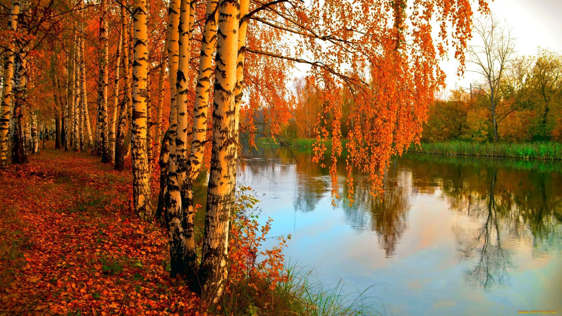природа, реки, озера, река, осень
