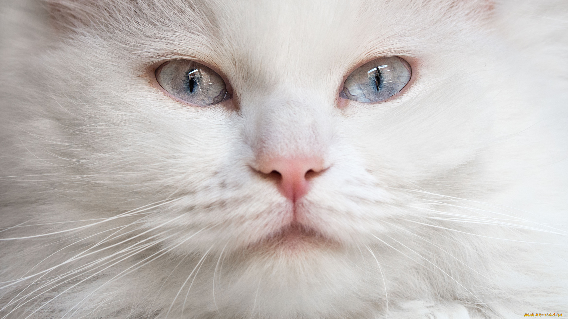 животные, коты, кошка, взгляд, голубые, глаза, пушистая, белая, мордочка