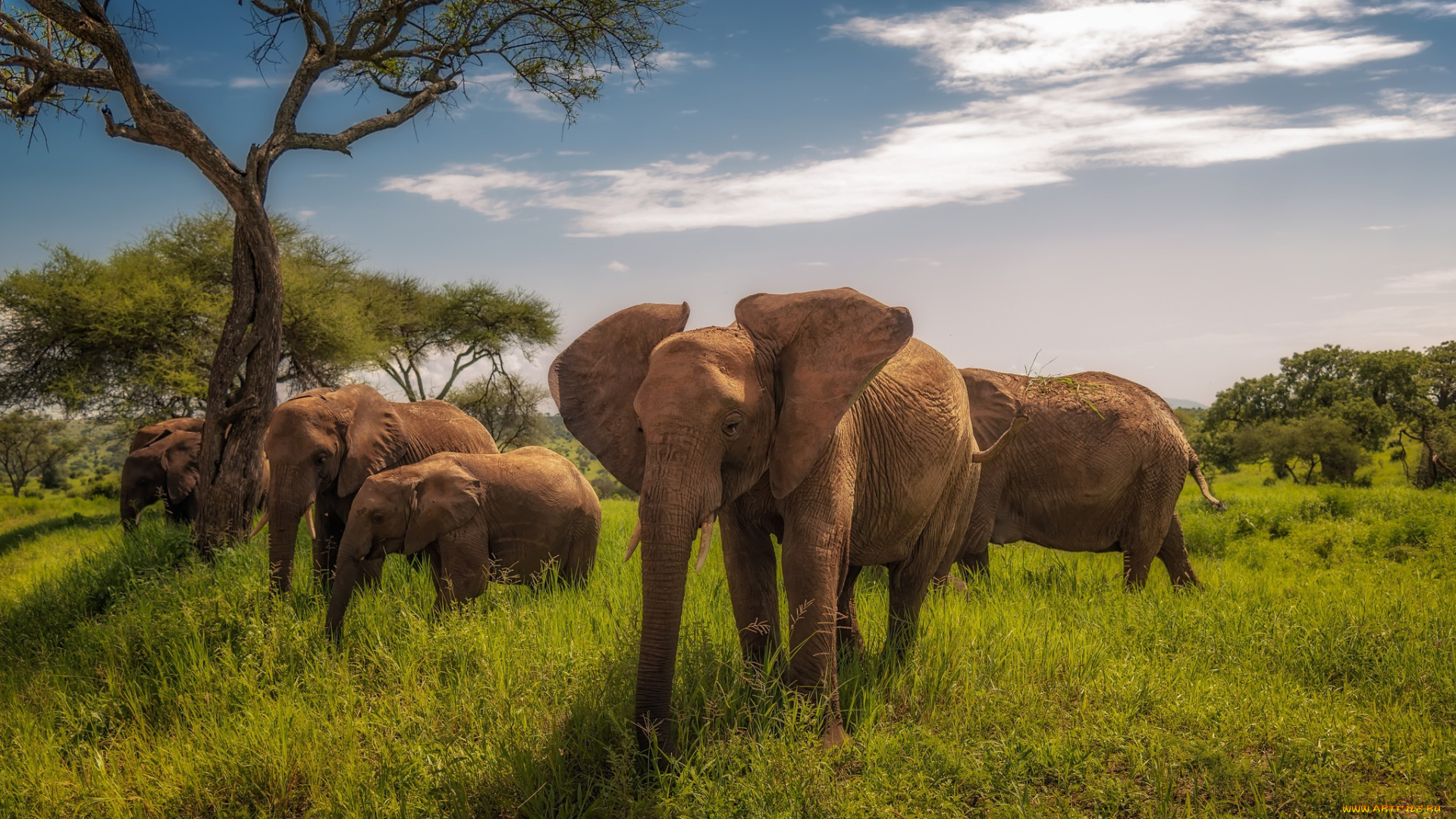 животные, слоны, танзания, африка, tarangire, national, park