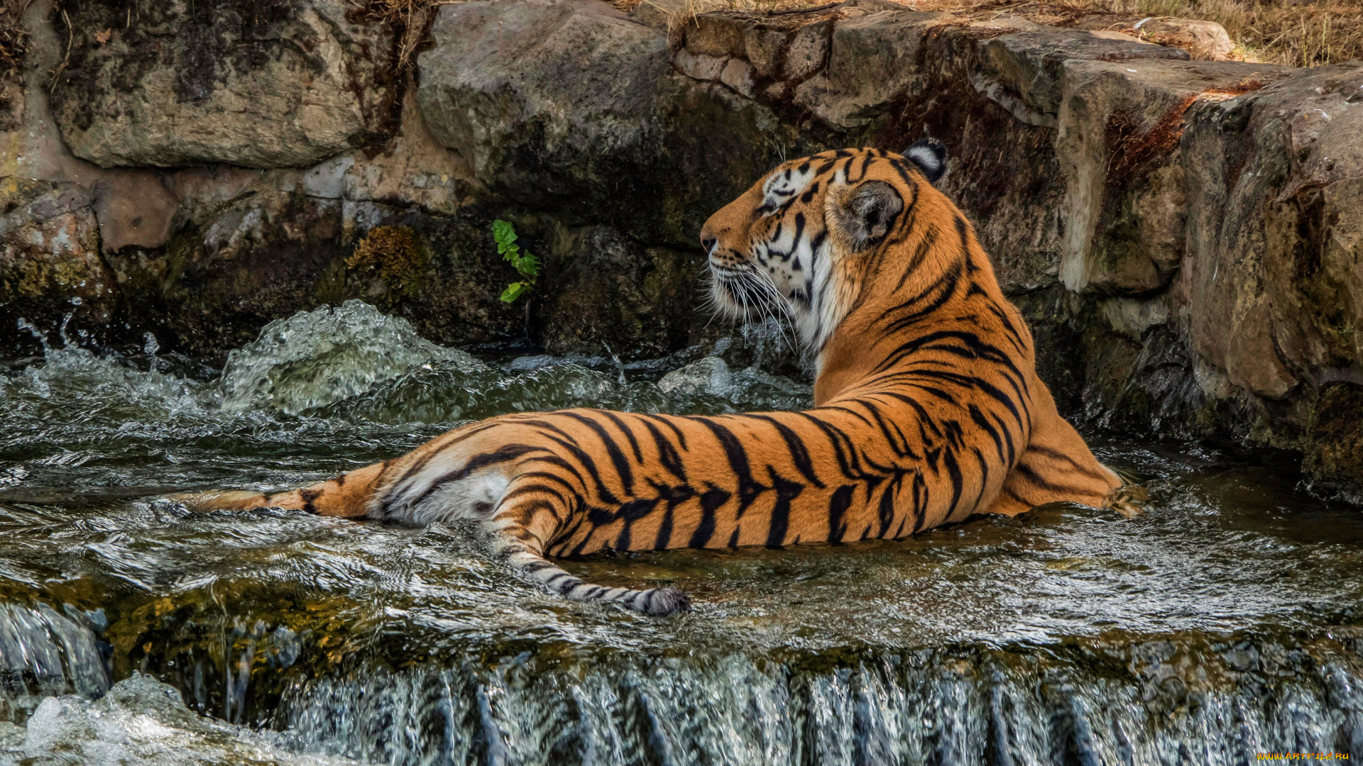 животные, тигры, природа, тигр, поза, камни, спина, водопад, купание, лежит, джакузи, дикая, кошка, зоопарк, прохлаждается