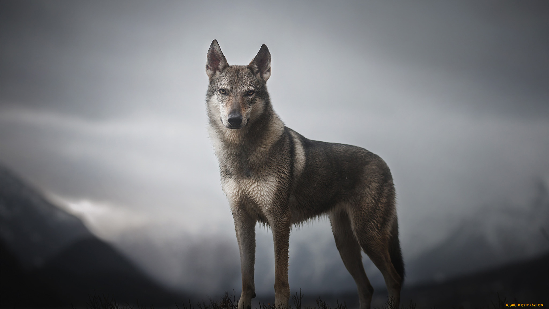 животные, волки, , койоты, , шакалы, горы, morrow, the, untamed, spirit, собака