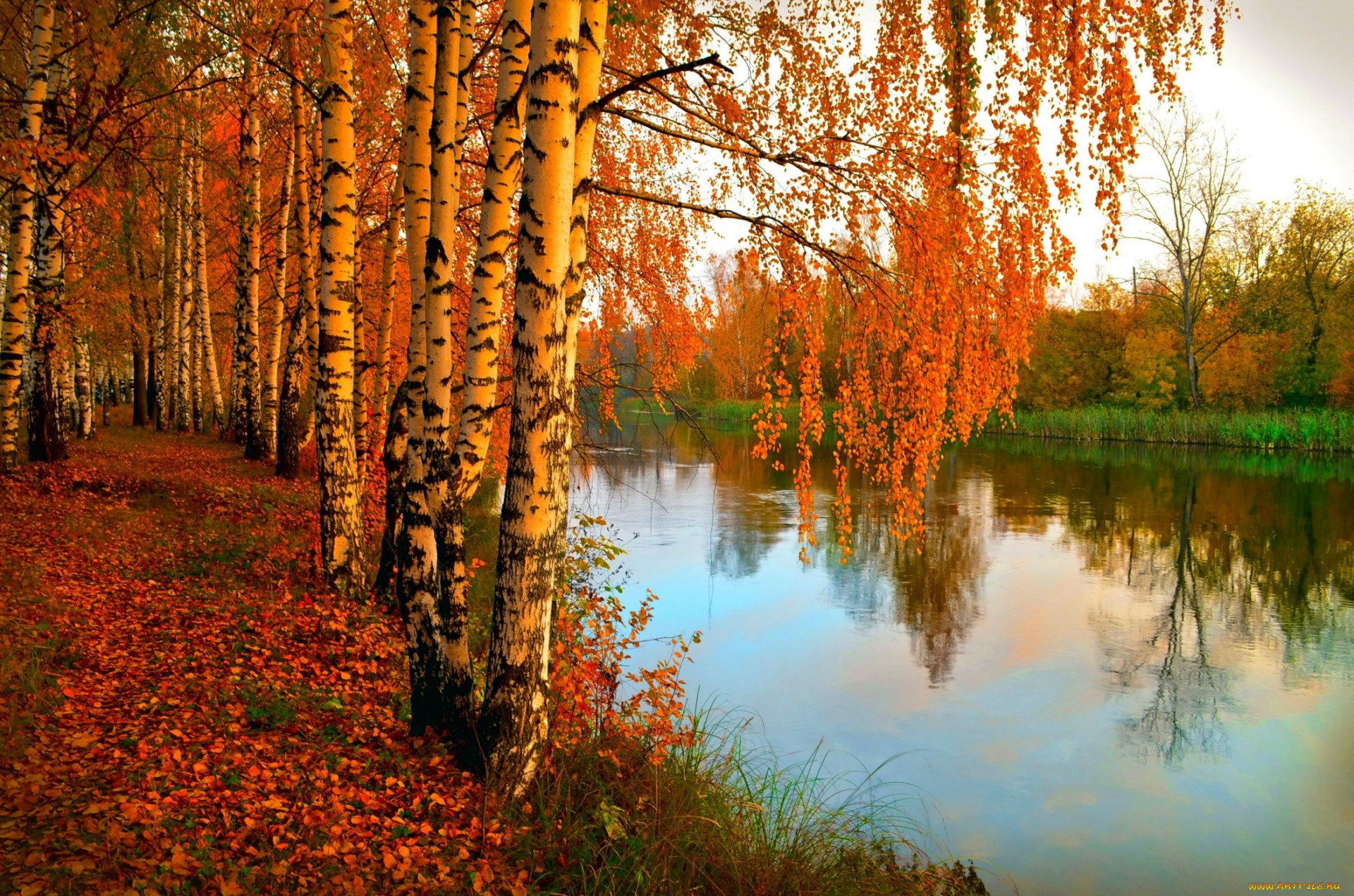 природа, реки, озера, река, осень
