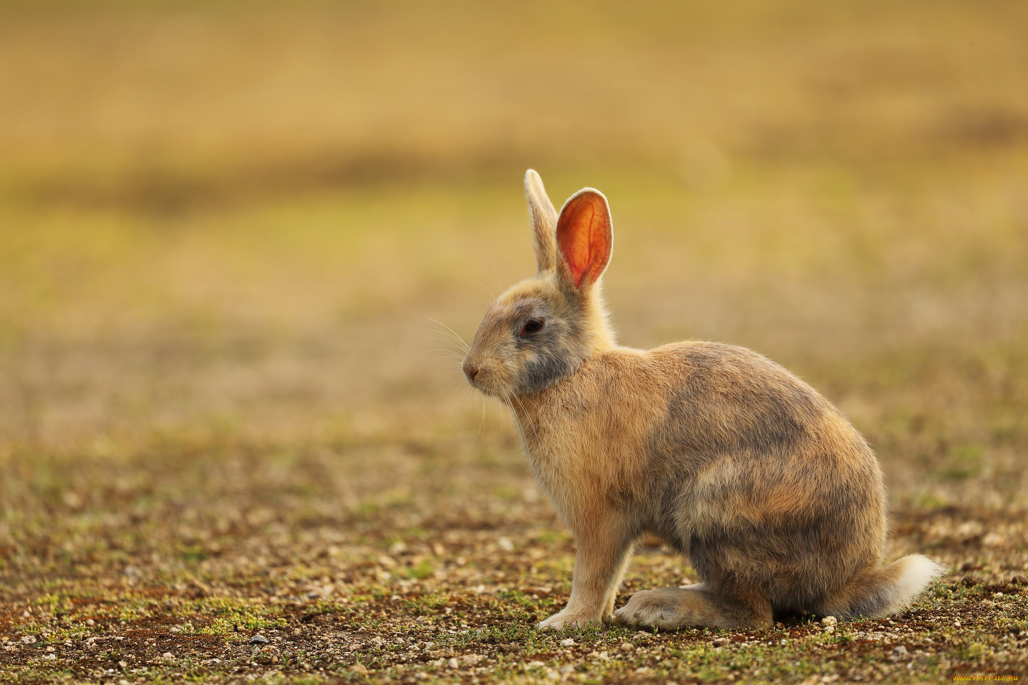 животные, кролики, , зайцы, животное, заяц, природа