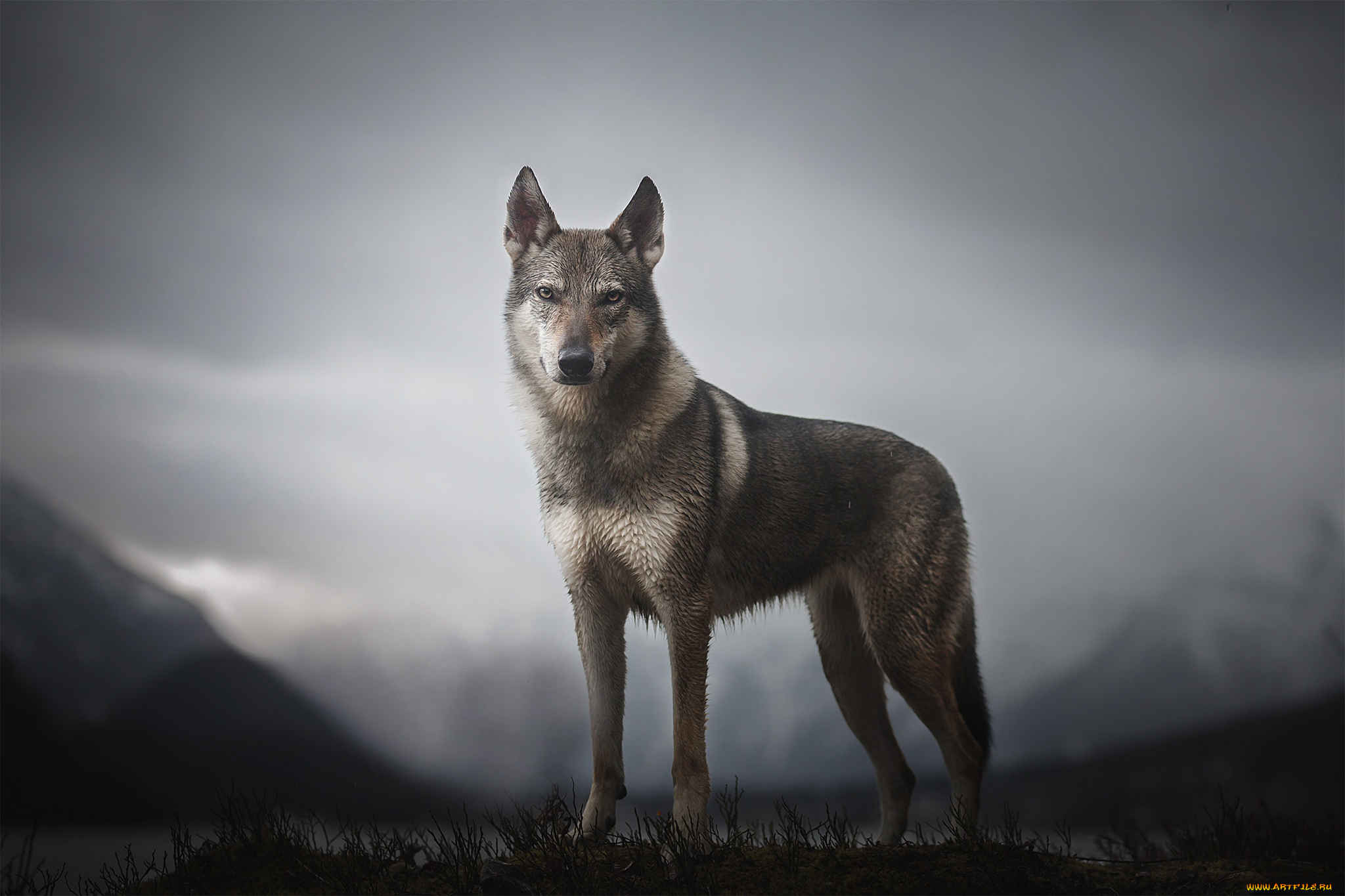 животные, волки, , койоты, , шакалы, горы, morrow, the, untamed, spirit, собака