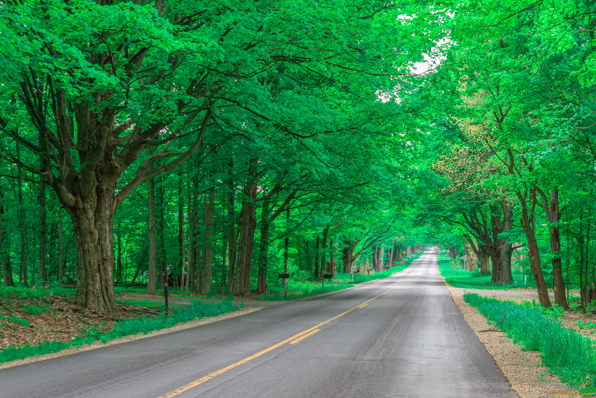Rising road. Дорога в лесу. Зеленая дорога. Зеленая Лесная дорога. Дерево зеленое.