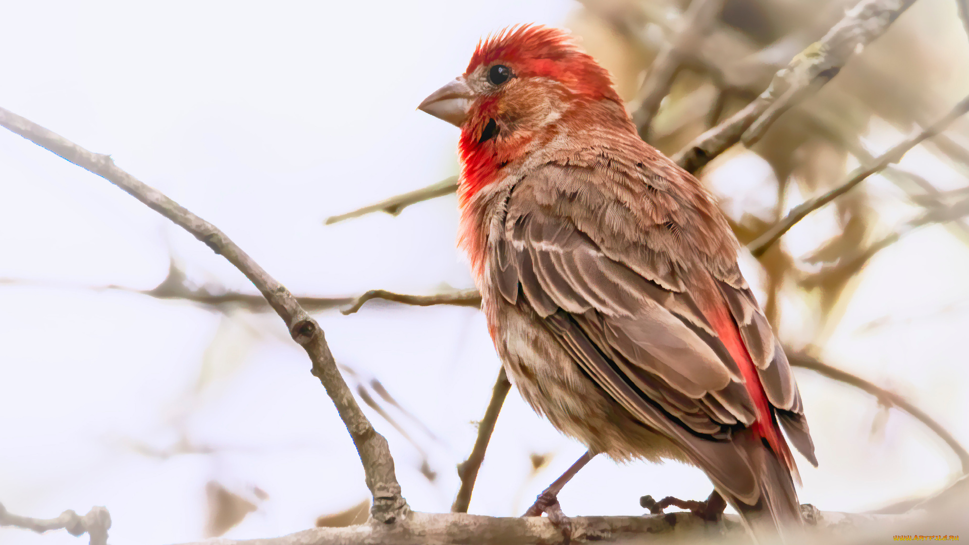 животные, птицы, домашний, вьюрок, house, finch