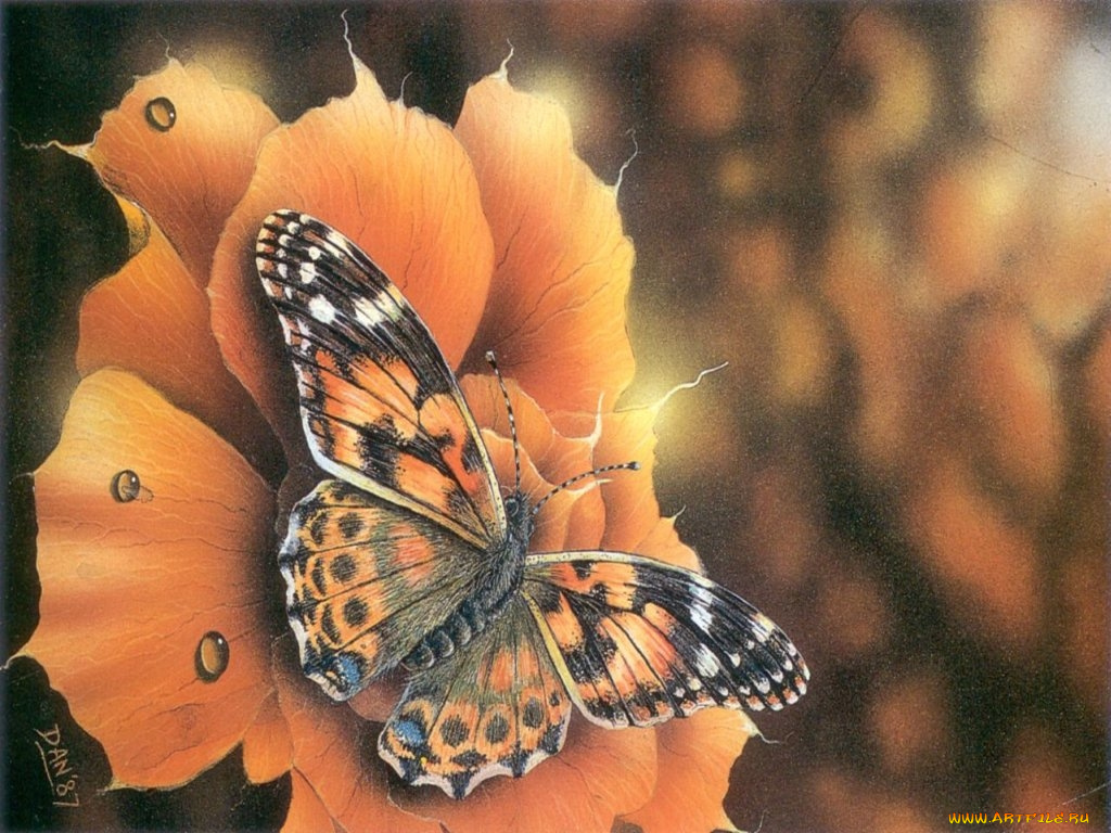 рисованные, животные, бабочки