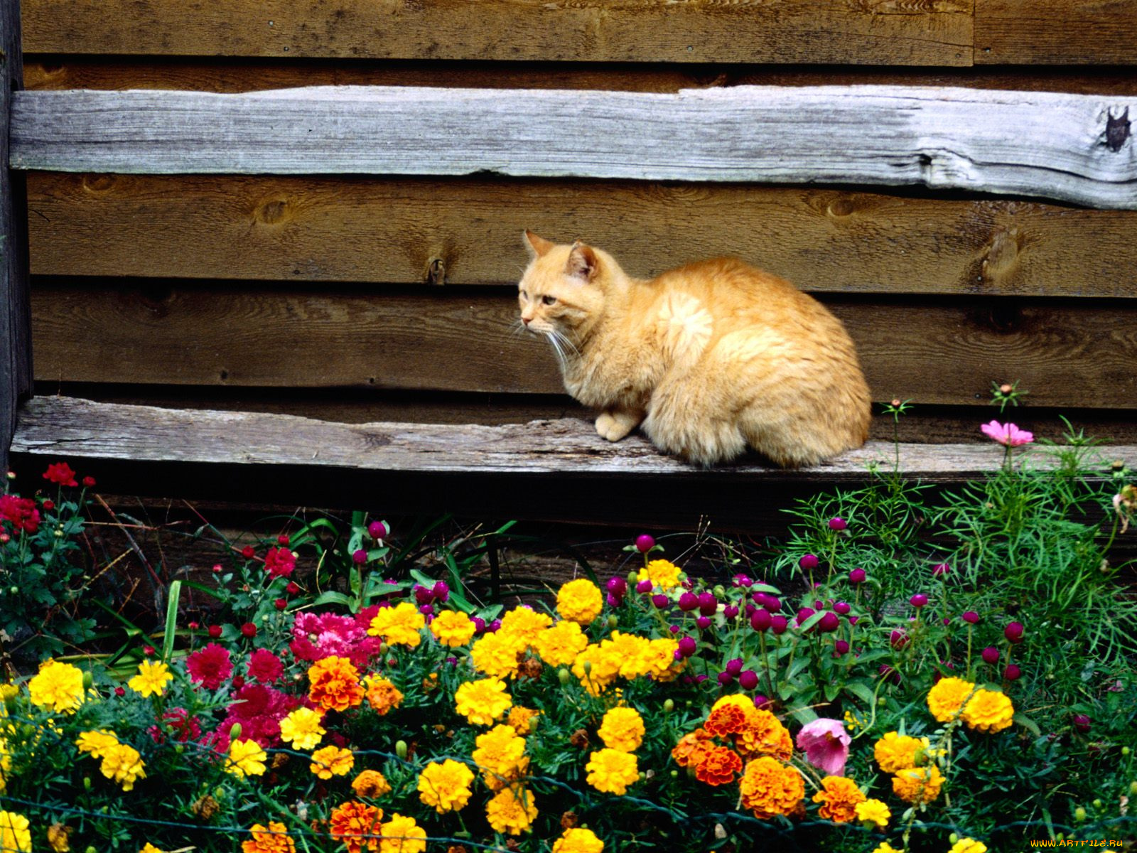 fenceline, животные, коты