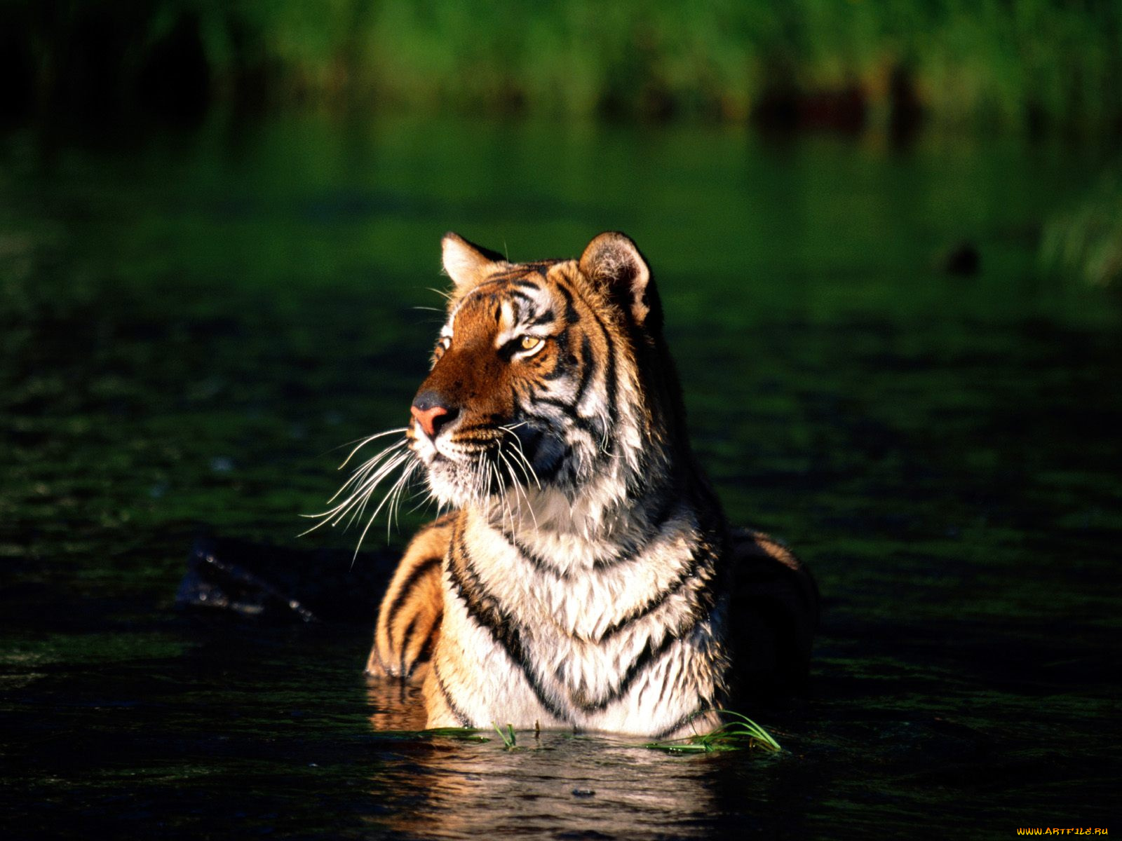 taking, dip, bengal, tiger, животные, тигры