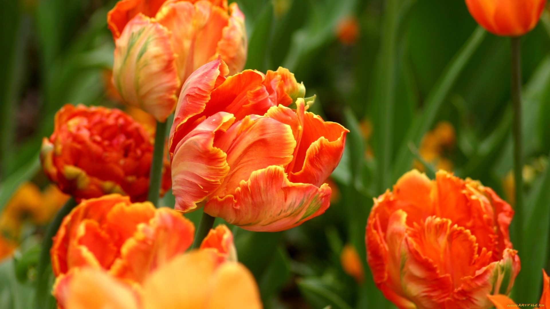 цветы, тюльпаны, яркий, оранжевый