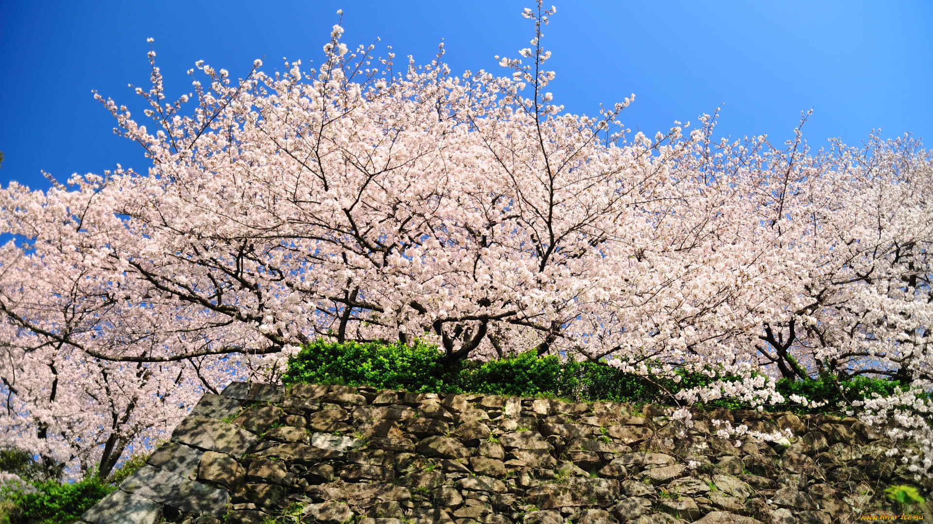 fukuoka, castle, ruins, цветы, сакура, вишня, Япония