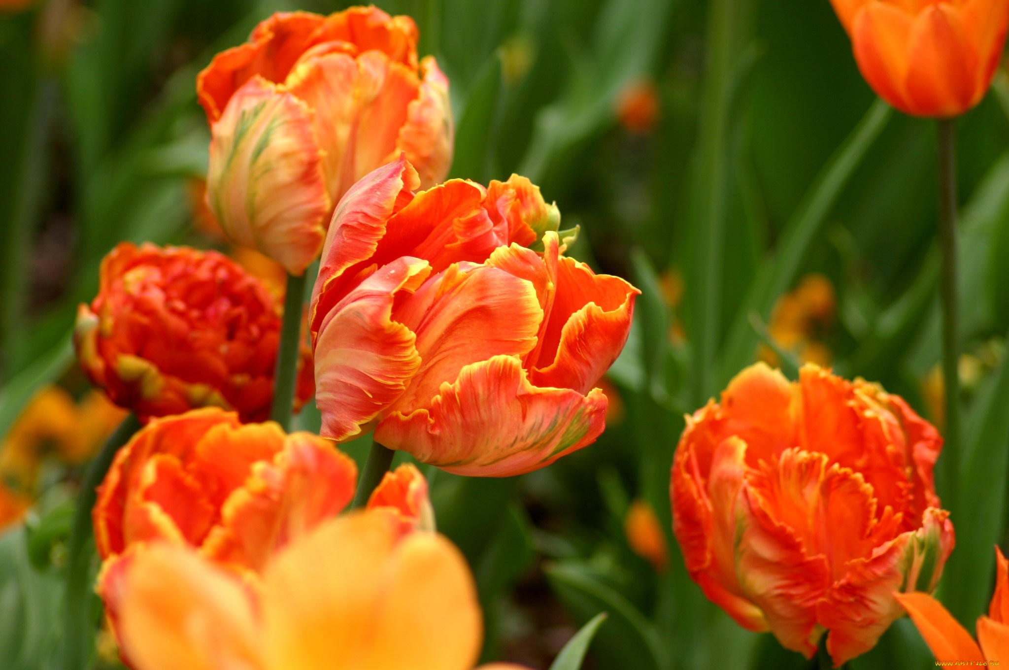 цветы, тюльпаны, яркий, оранжевый
