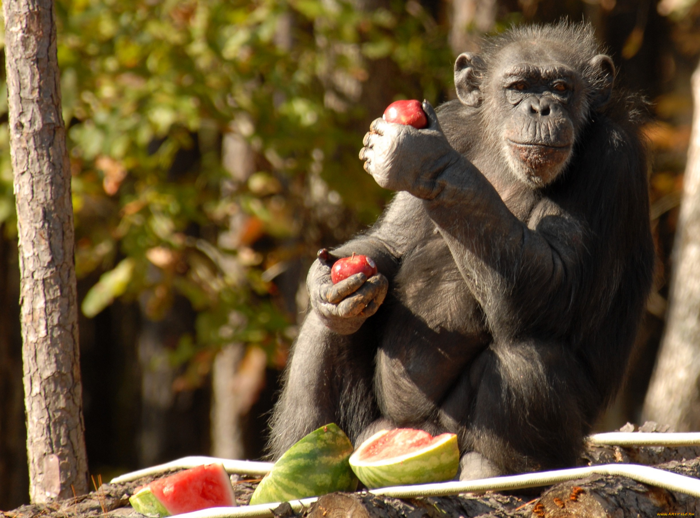 животные, обезьяны, шимпанзе, обед