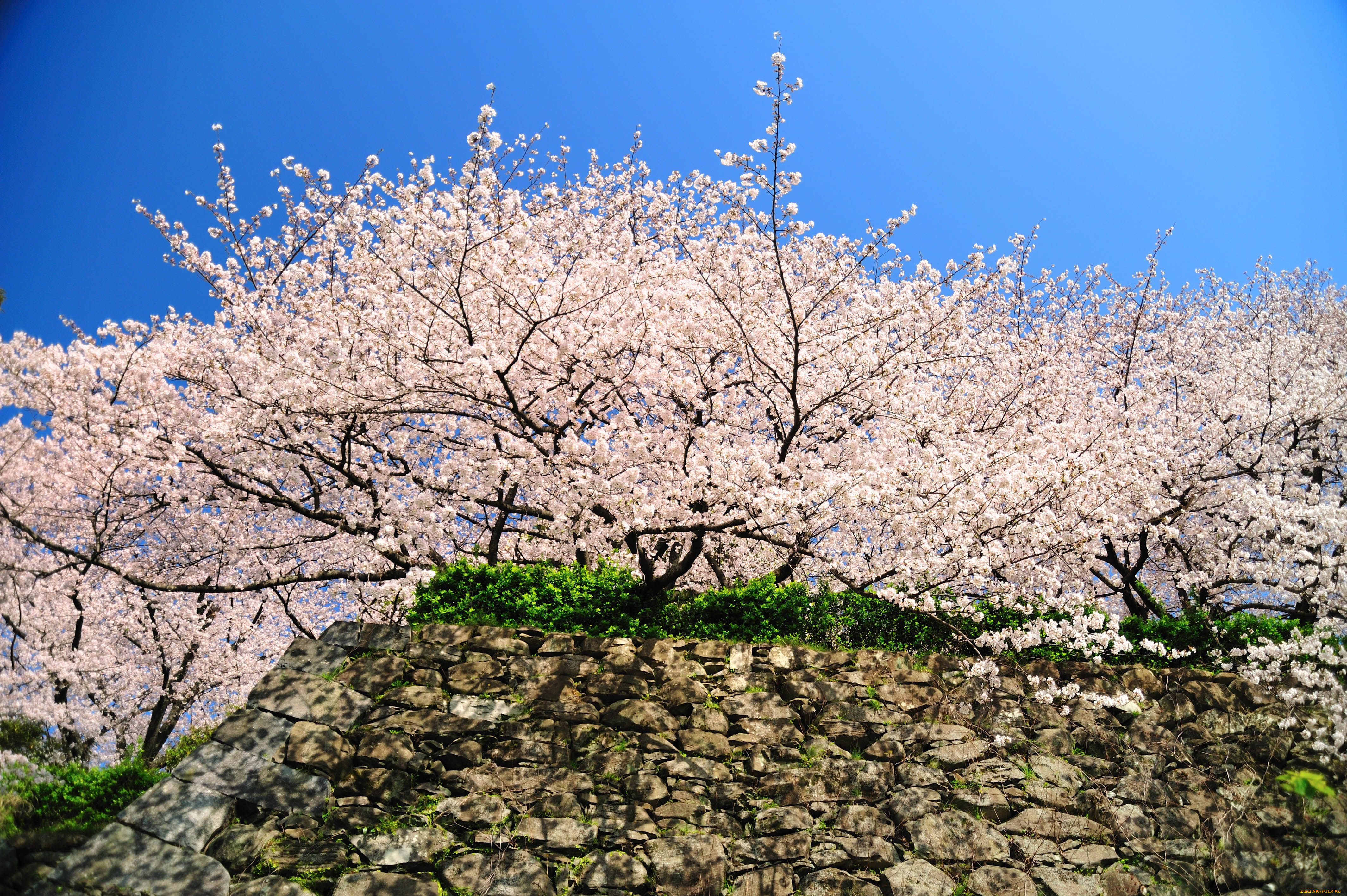 fukuoka, castle, ruins, цветы, сакура, вишня, Япония