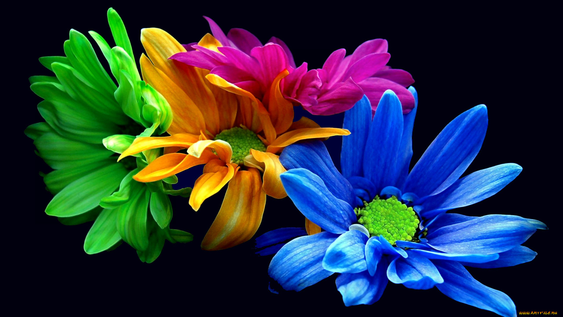 flowers, colorful, цветы, хризантемы, цвета