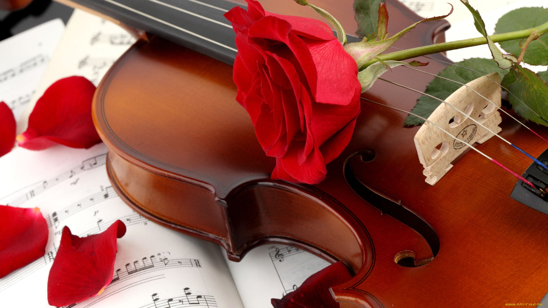 музыка, музыкальные, инструменты, скрипка, роза, лепестки, ноты