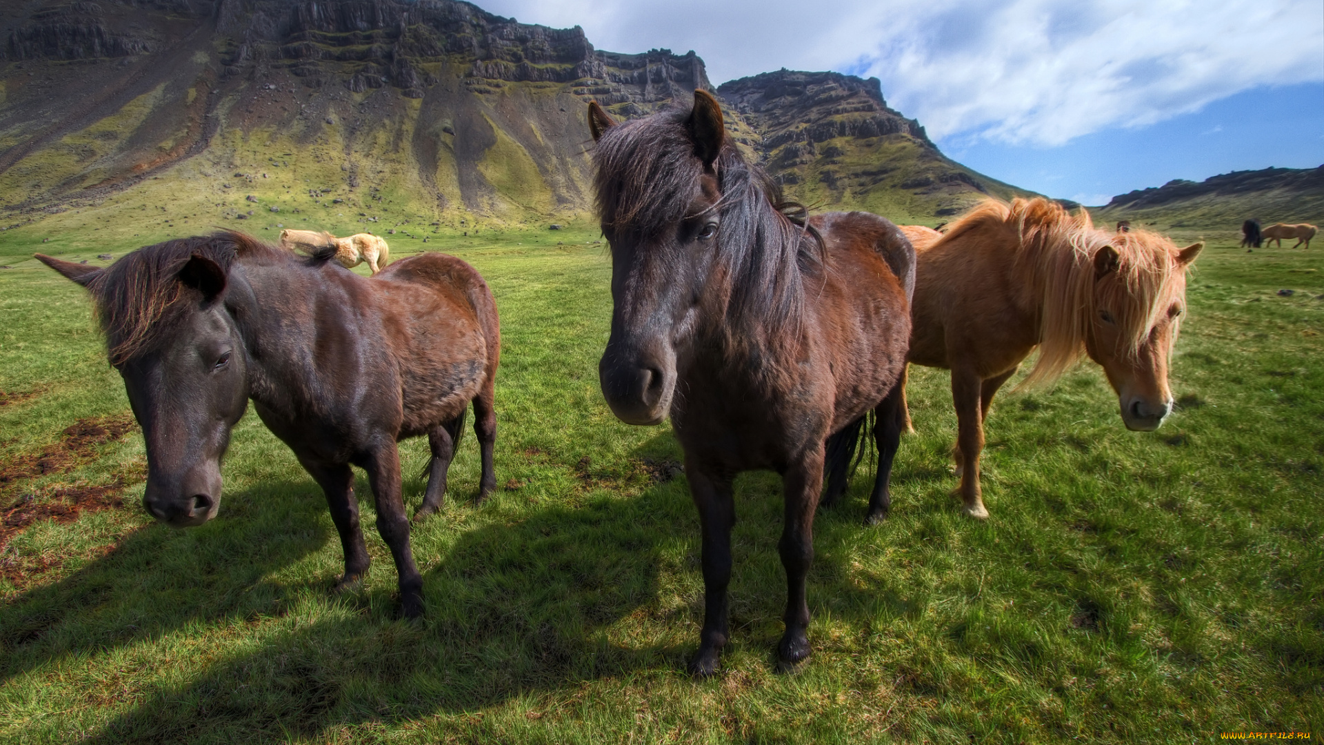 животные, лошади, icelandic, horses, исландия, горы