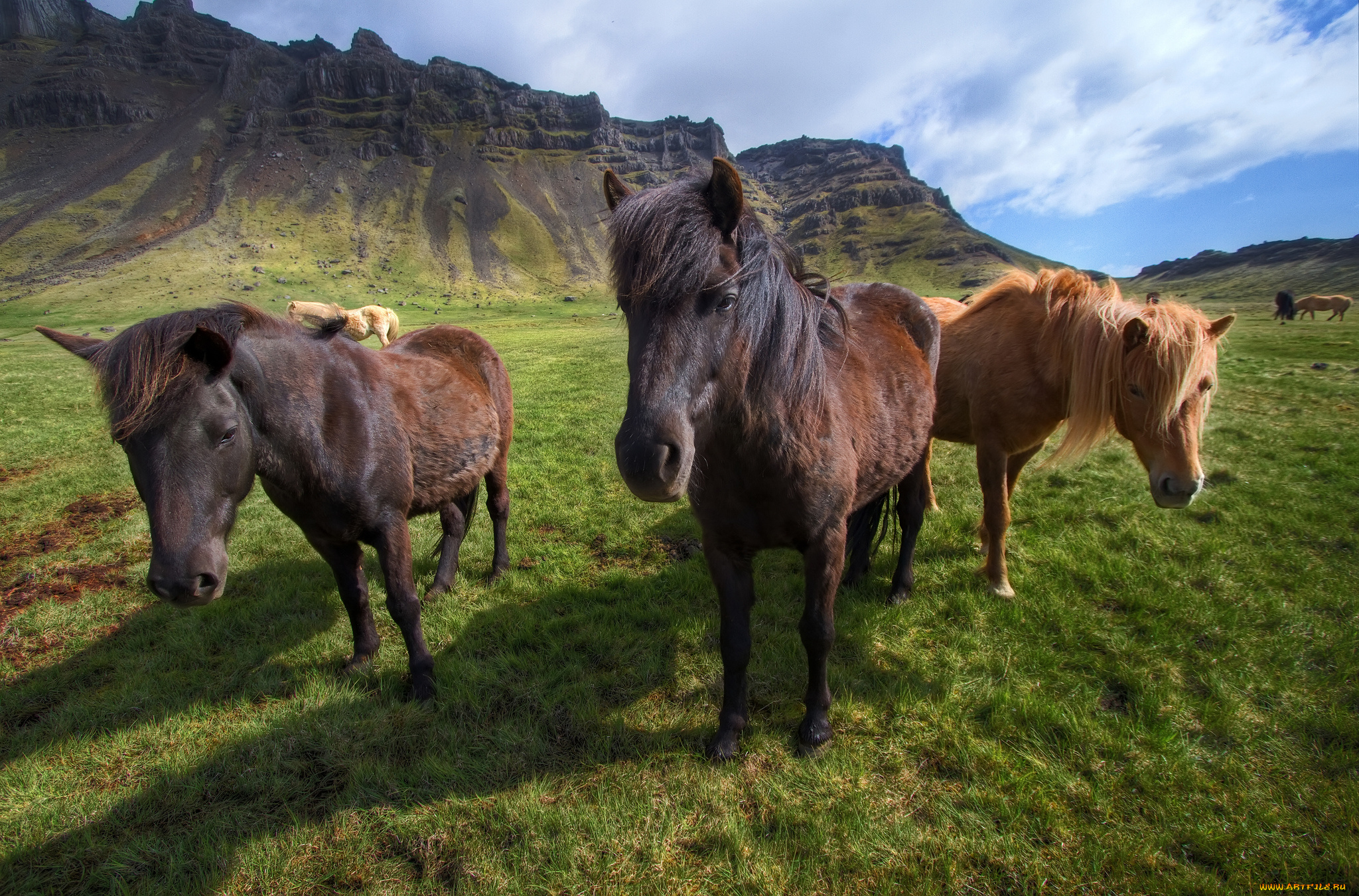 животные, лошади, icelandic, horses, исландия, горы