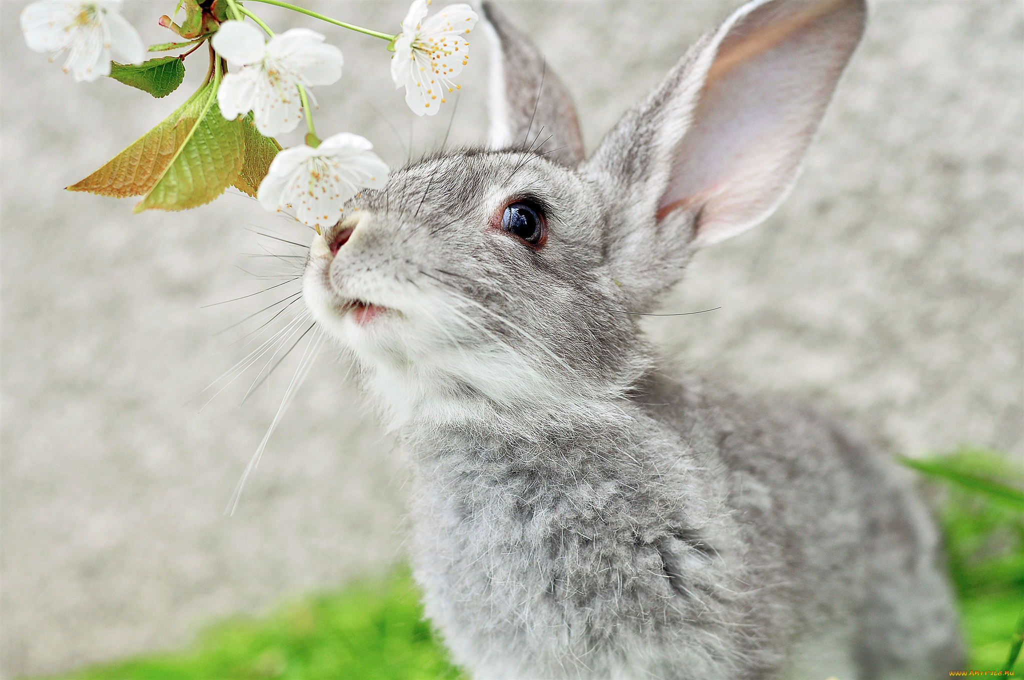 животные, кролики, зайцы, уши, мордоЧка, кролик, серый, ветка, усы