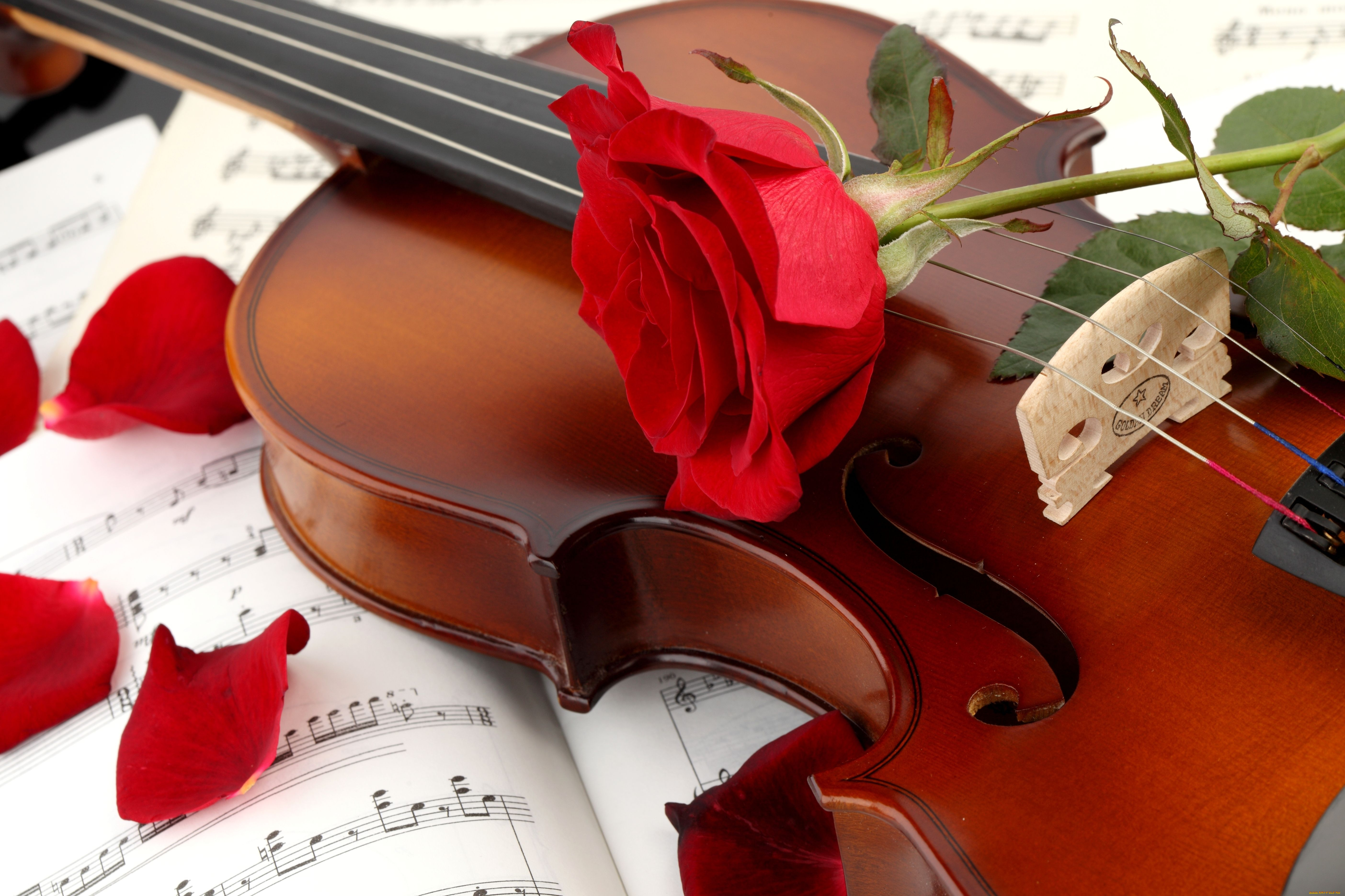 музыка, музыкальные, инструменты, скрипка, роза, лепестки, ноты