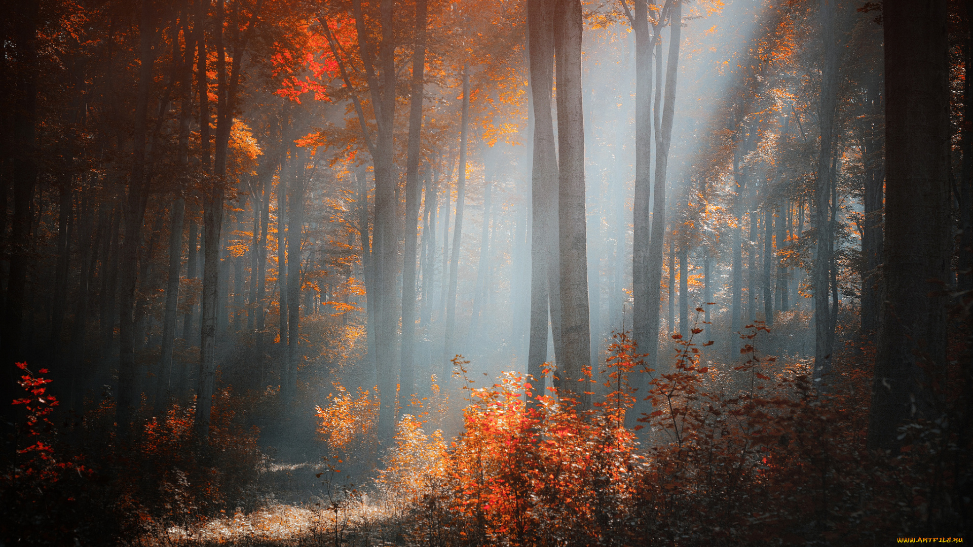 природа, лес, осень, свет, деревья, кусты
