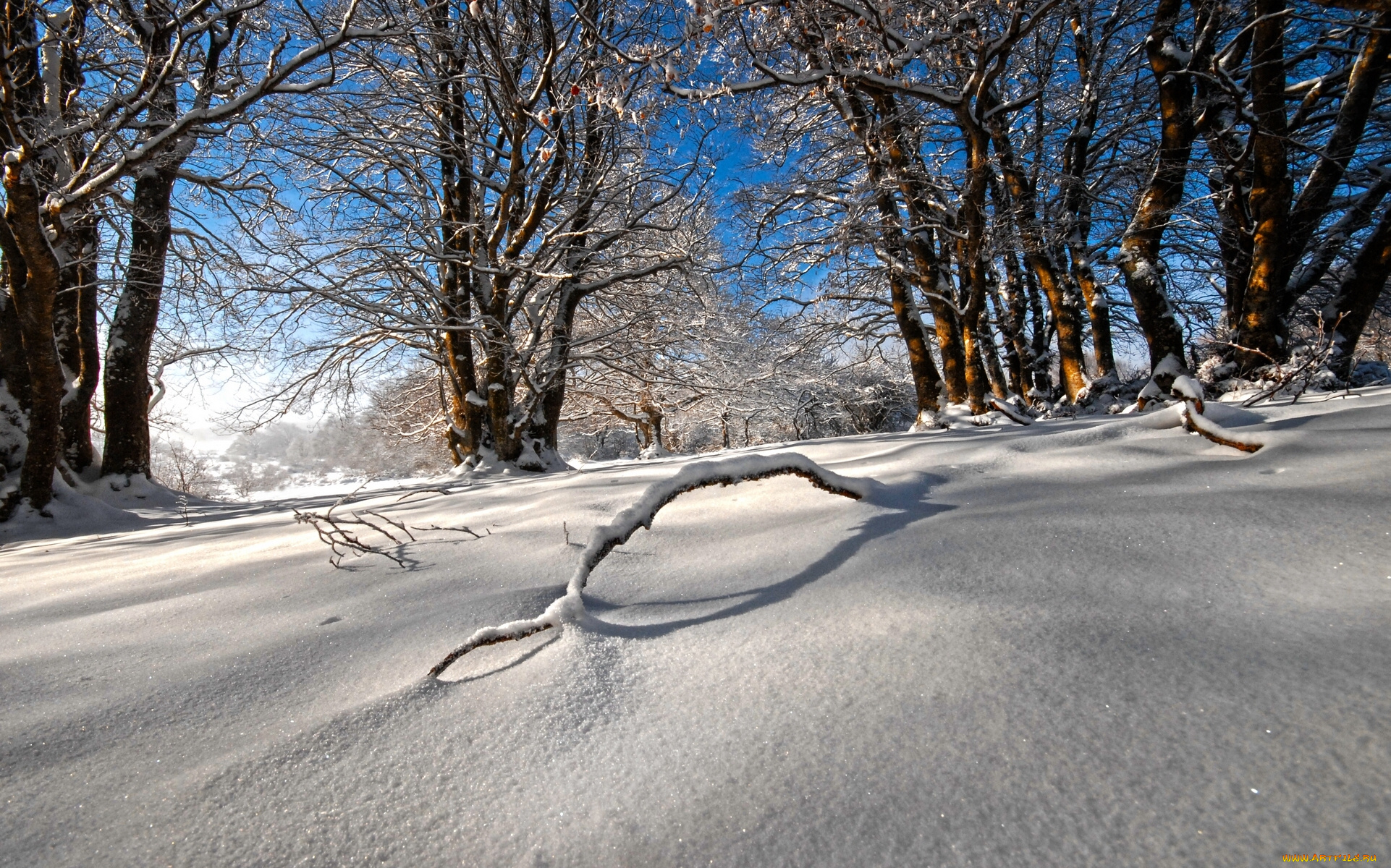 Деревья в снегу бесплатно
