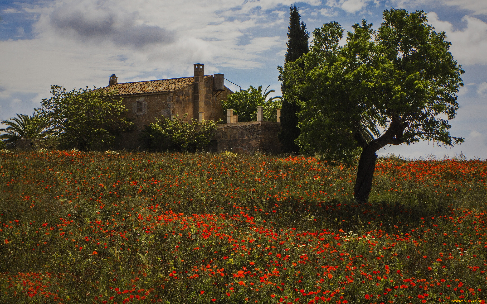 montuiri, majorca, spain, природа, луга, мальорка, монтуири, дом, дерево, маки, цветы, испания