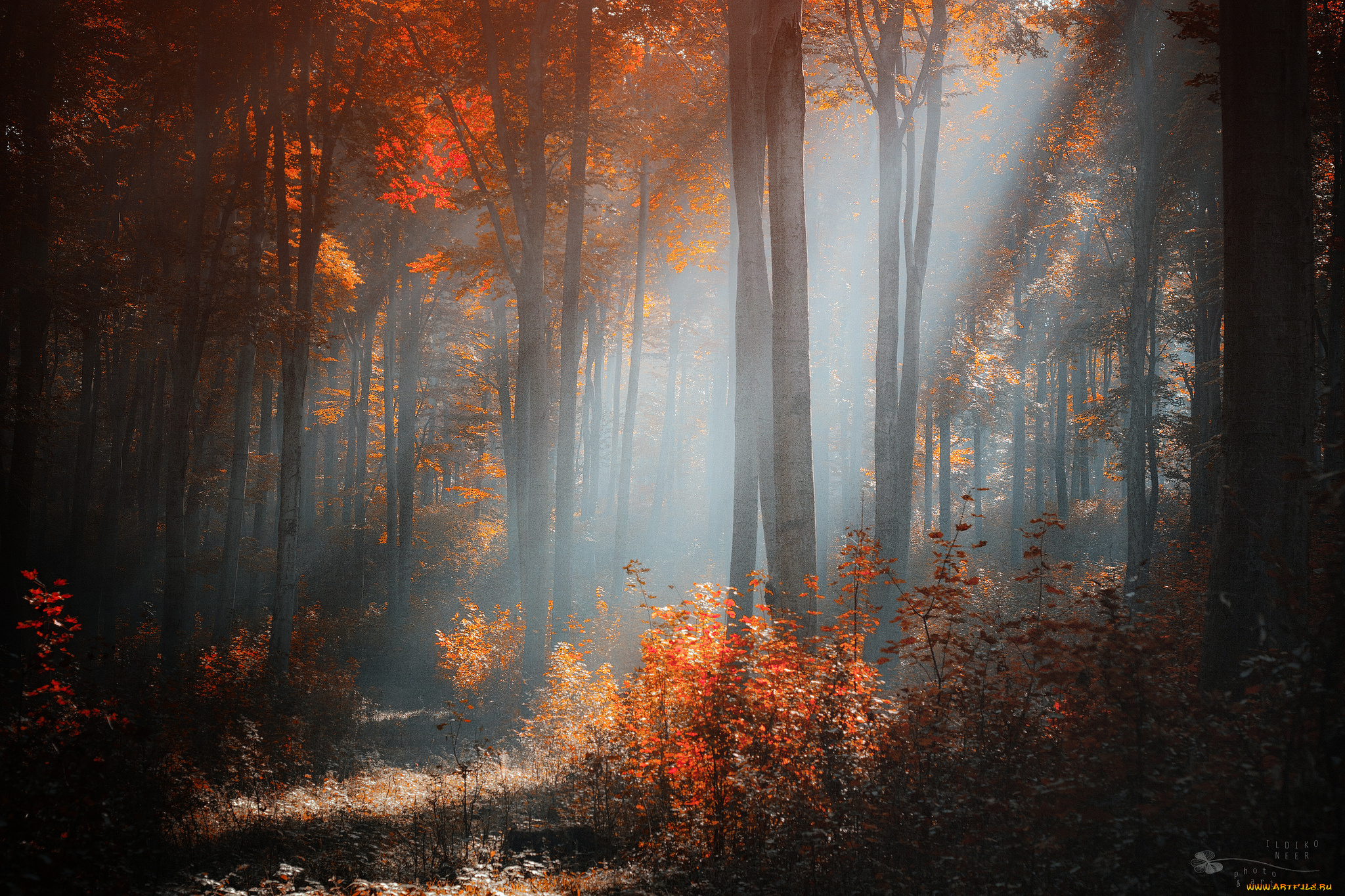 природа, лес, осень, свет, деревья, кусты