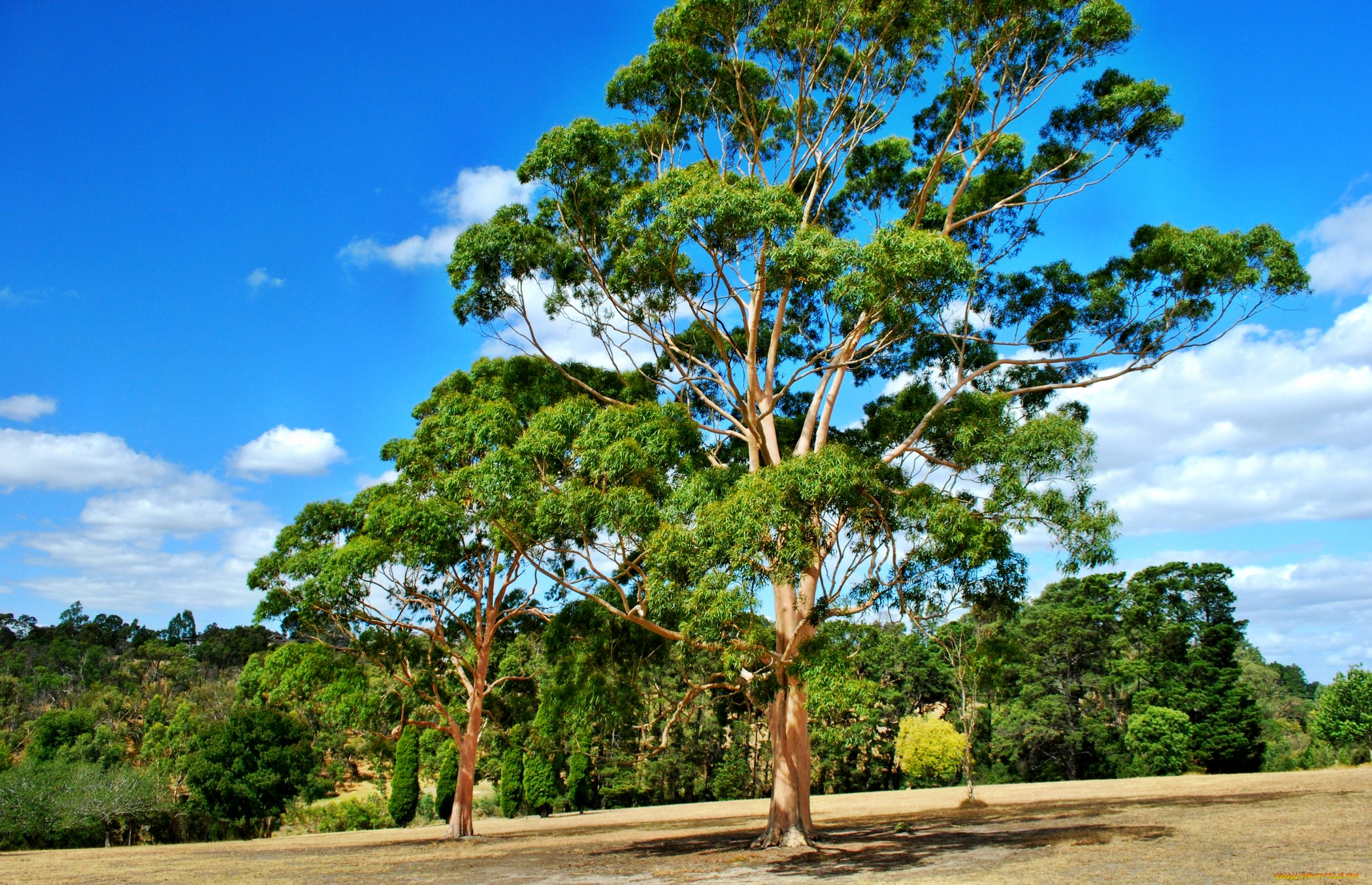 ruffey, lake, park, gum, tree, doncaster, victoria, природа, деревья, кроны, склон