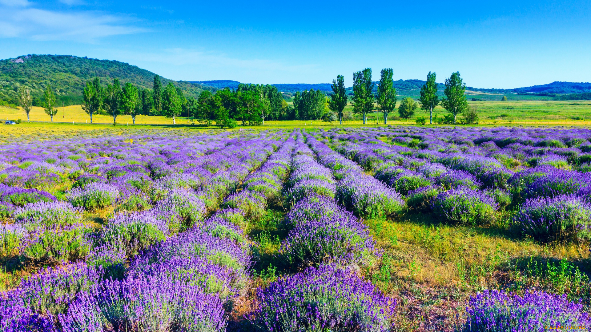 природа, поля, лаванда, деревья, nature, поле, trees, lavender, field