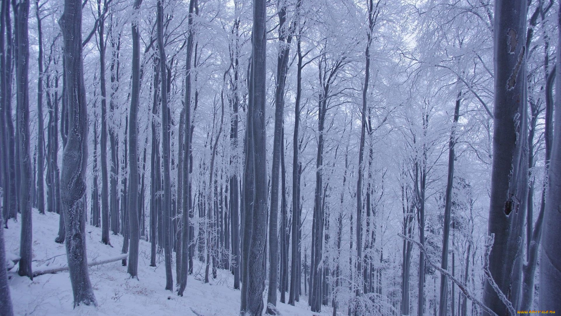 природа, зима, иней, снег, деревья