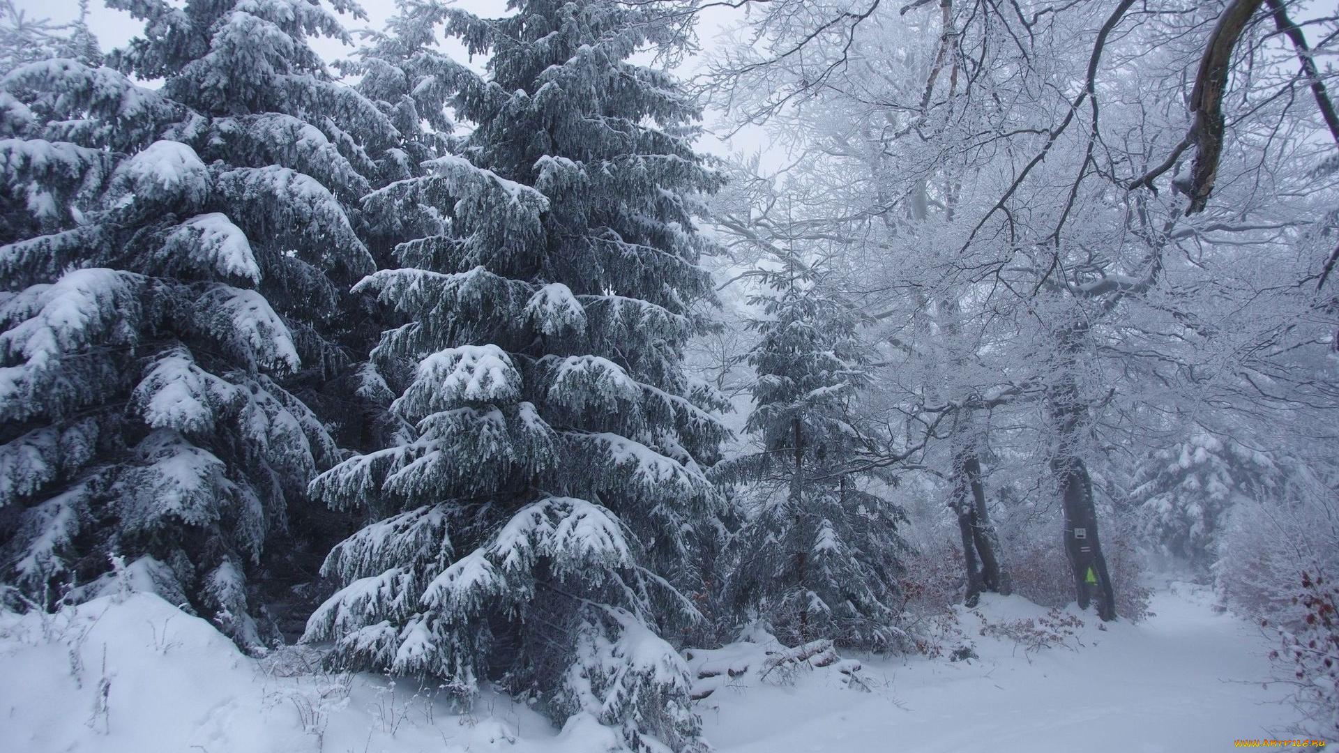 природа, зима, снег, ели