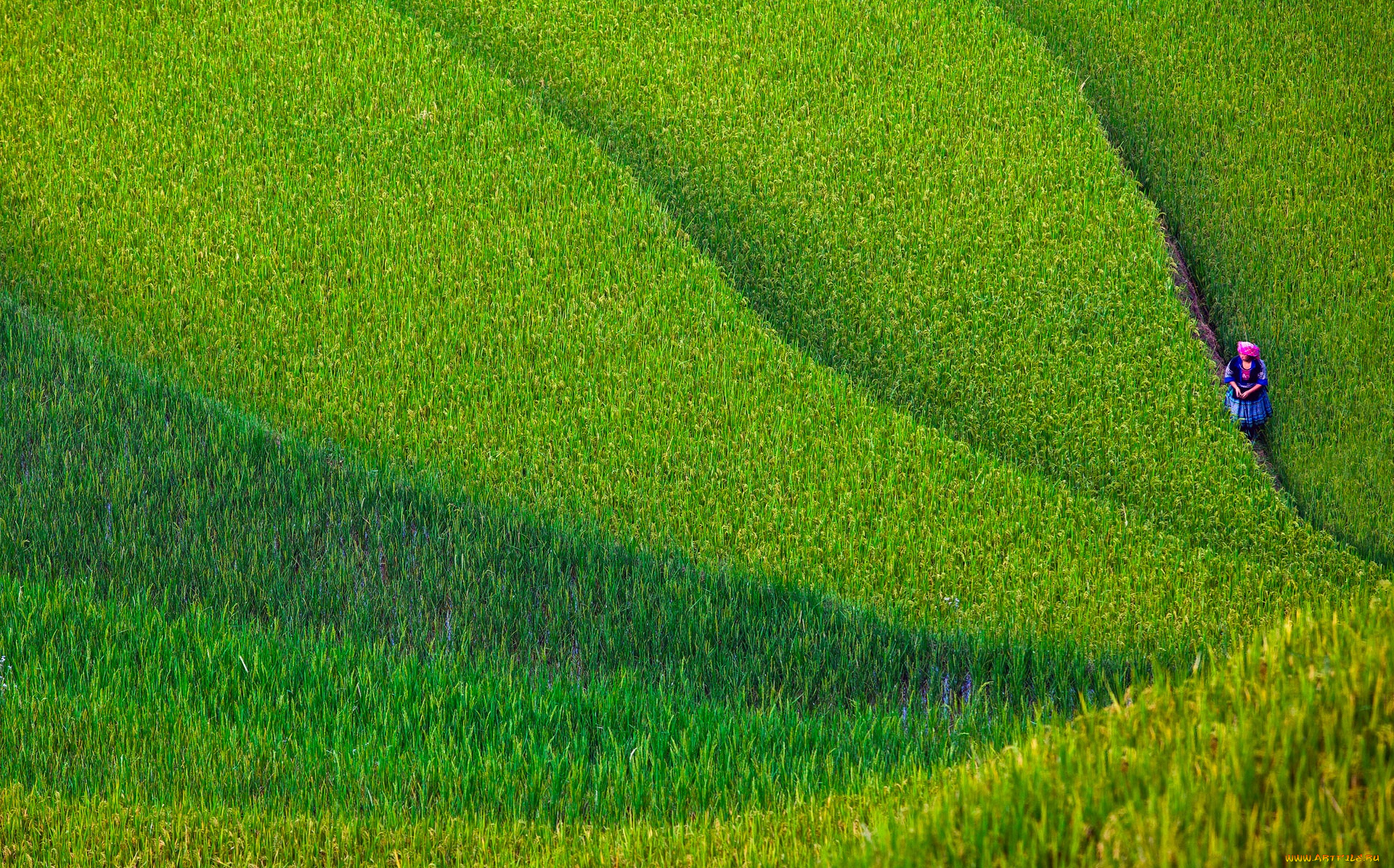 природа, поля, женщина, поле, север, провинция, йенбай, вьетнам