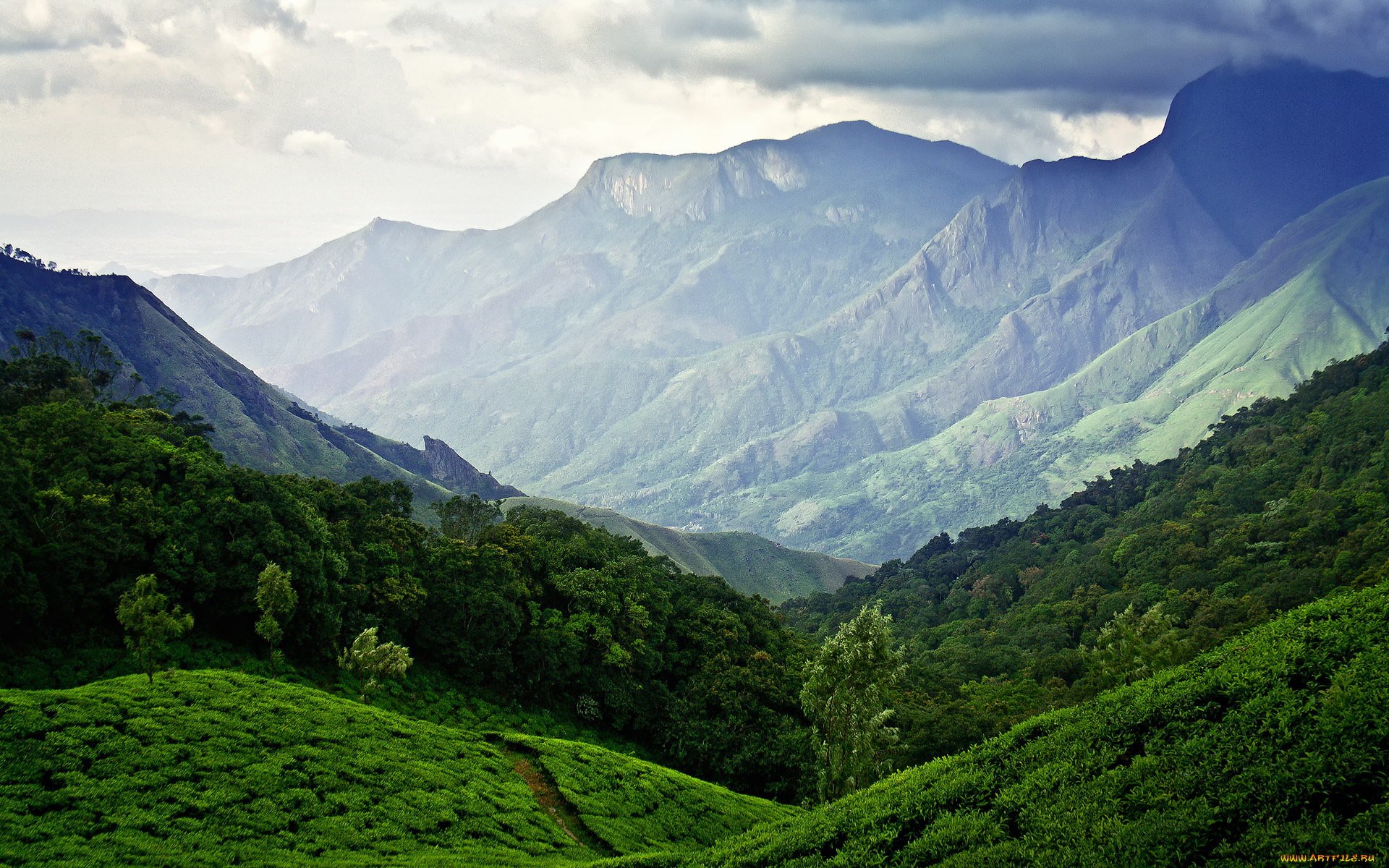 природа, горы, небо, чайные, плантации, индия, муннар