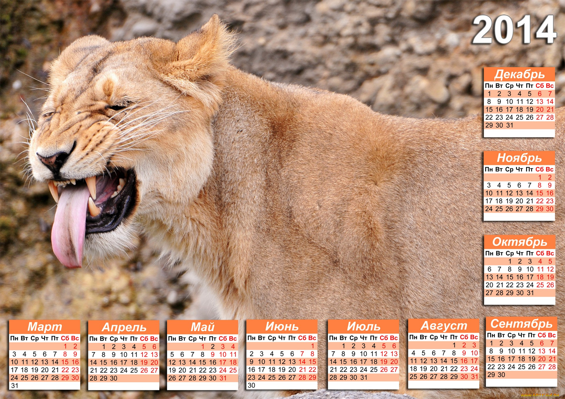 календари, животные, львица, календарь