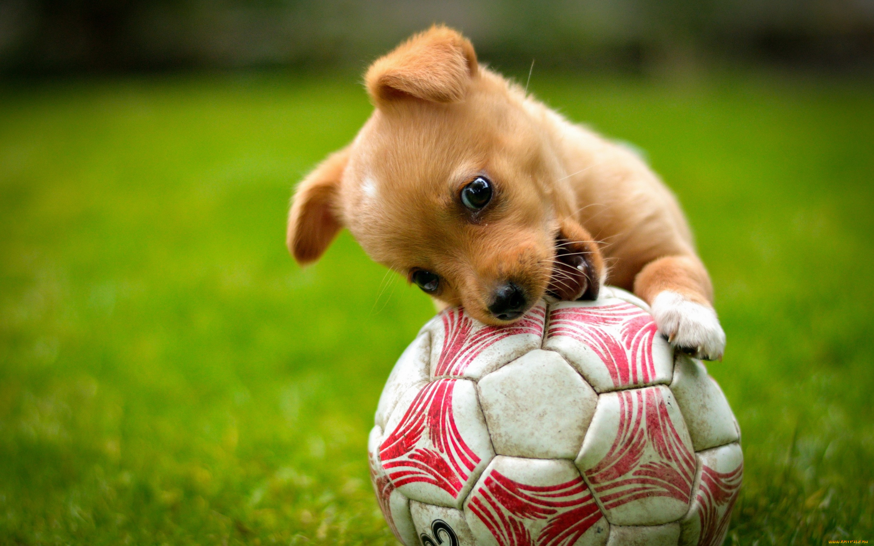 животные, собаки, лужайка, собака, щенок, рыжий, мяч, игра