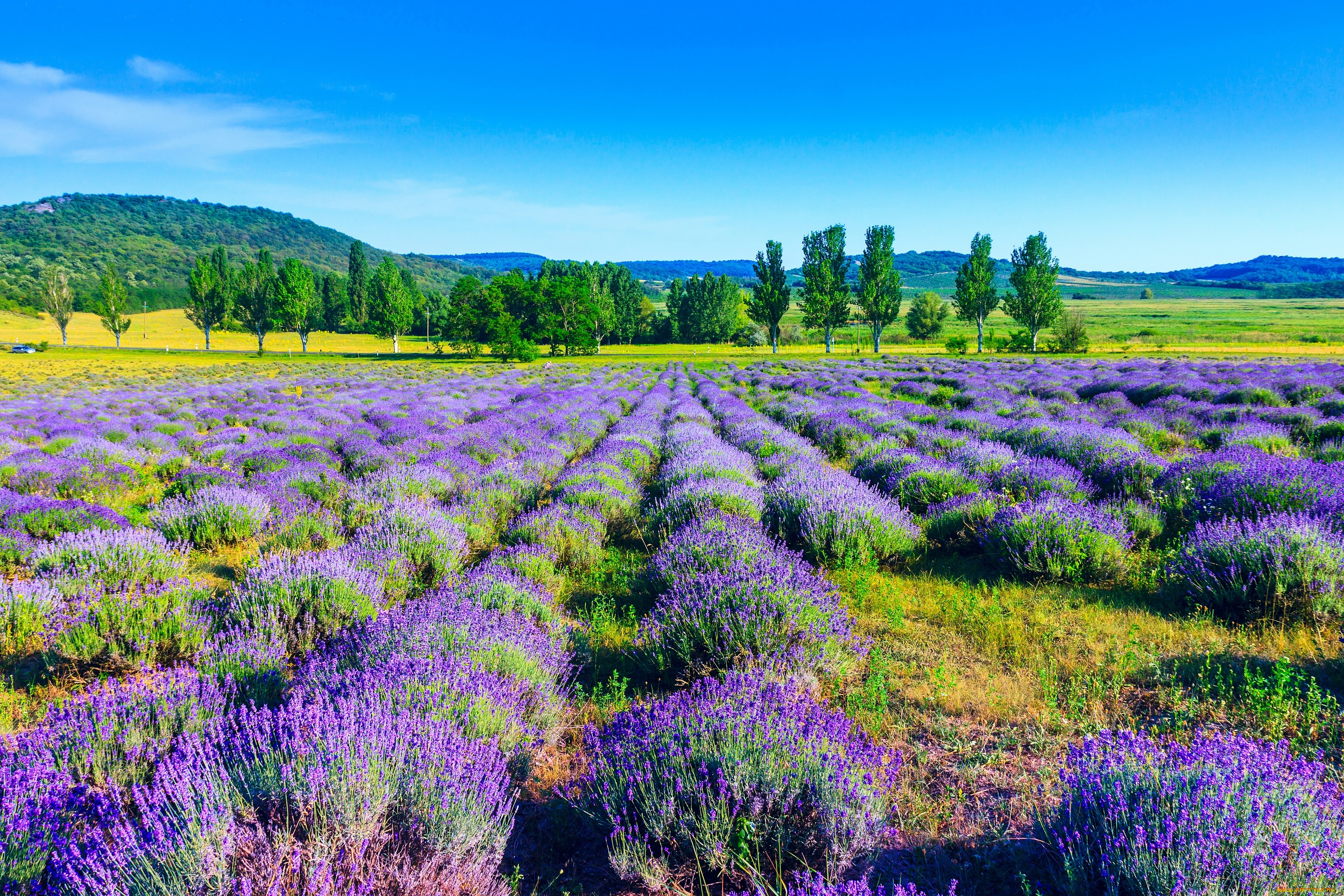 природа, поля, лаванда, деревья, nature, поле, trees, lavender, field