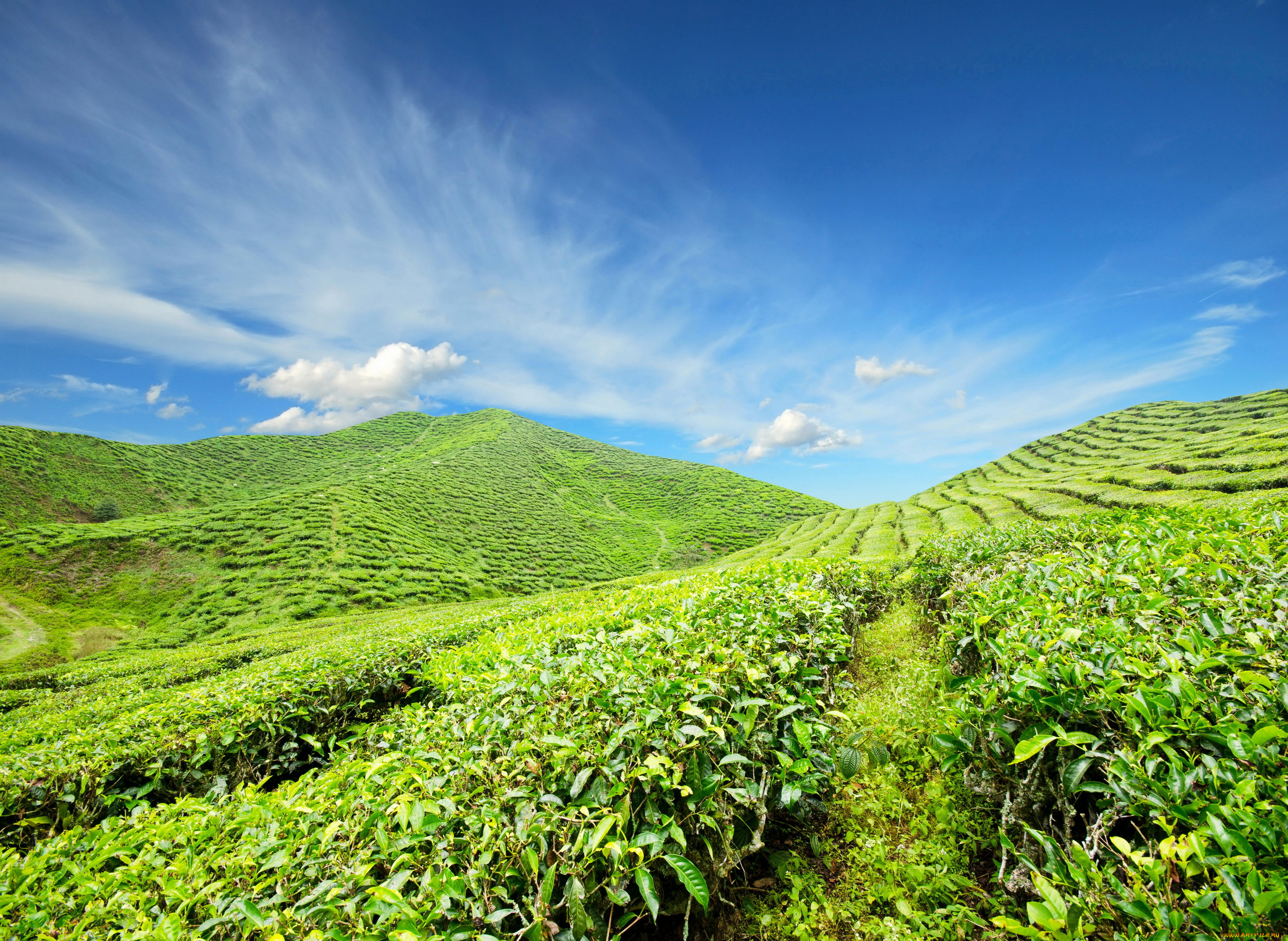 Чайная, плантация, природа, поля, небо, плантация, чай