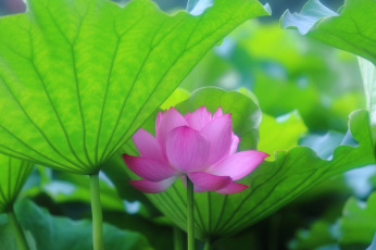 Картинка цветы лотосы листья лотос розовый