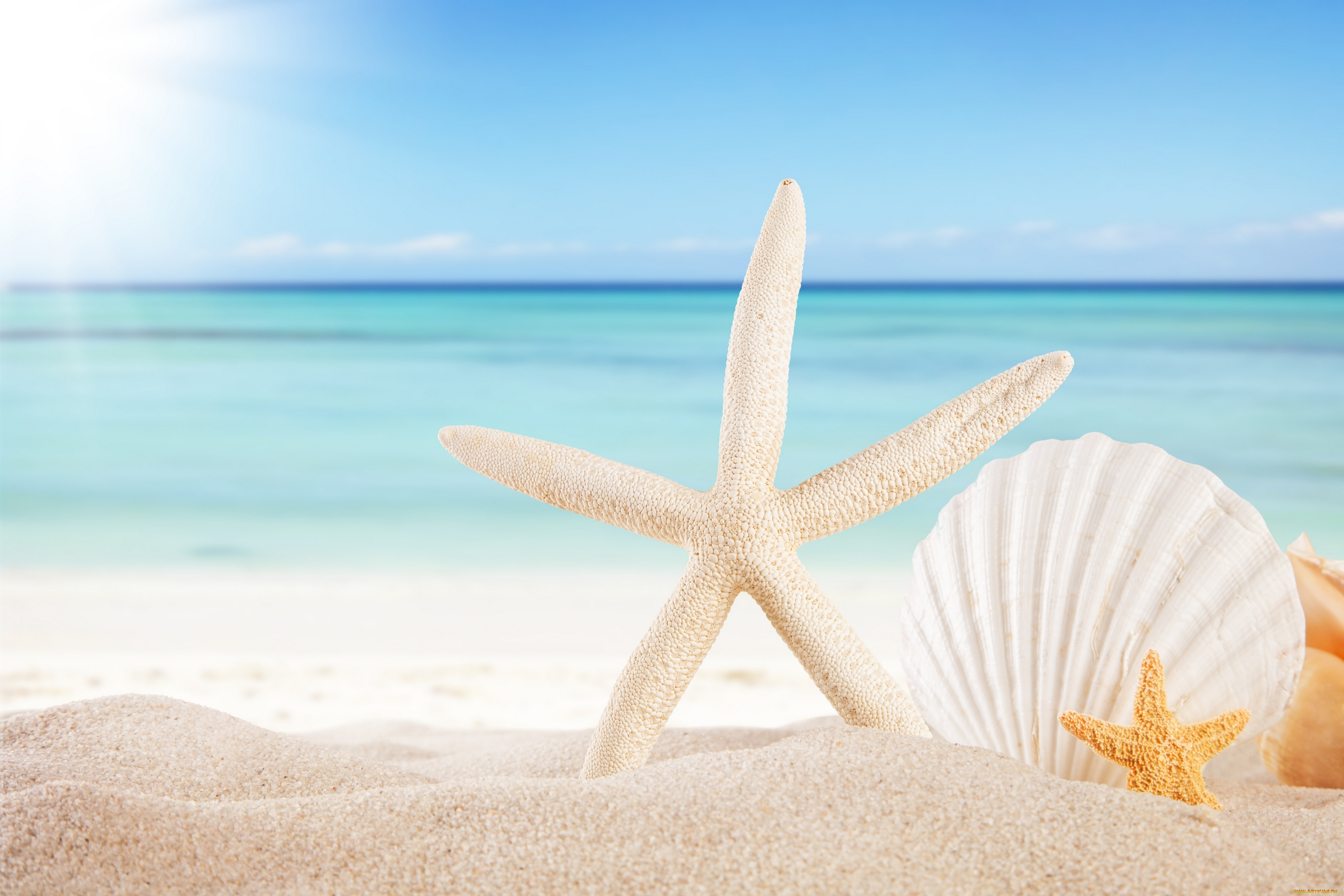 разное, ракушки, , кораллы, , декоративные, и, spa-камни, seashells, starfishes, beach, sea, sunshine, summer, sand, sky, звезды, пляж, море, солнце, песок