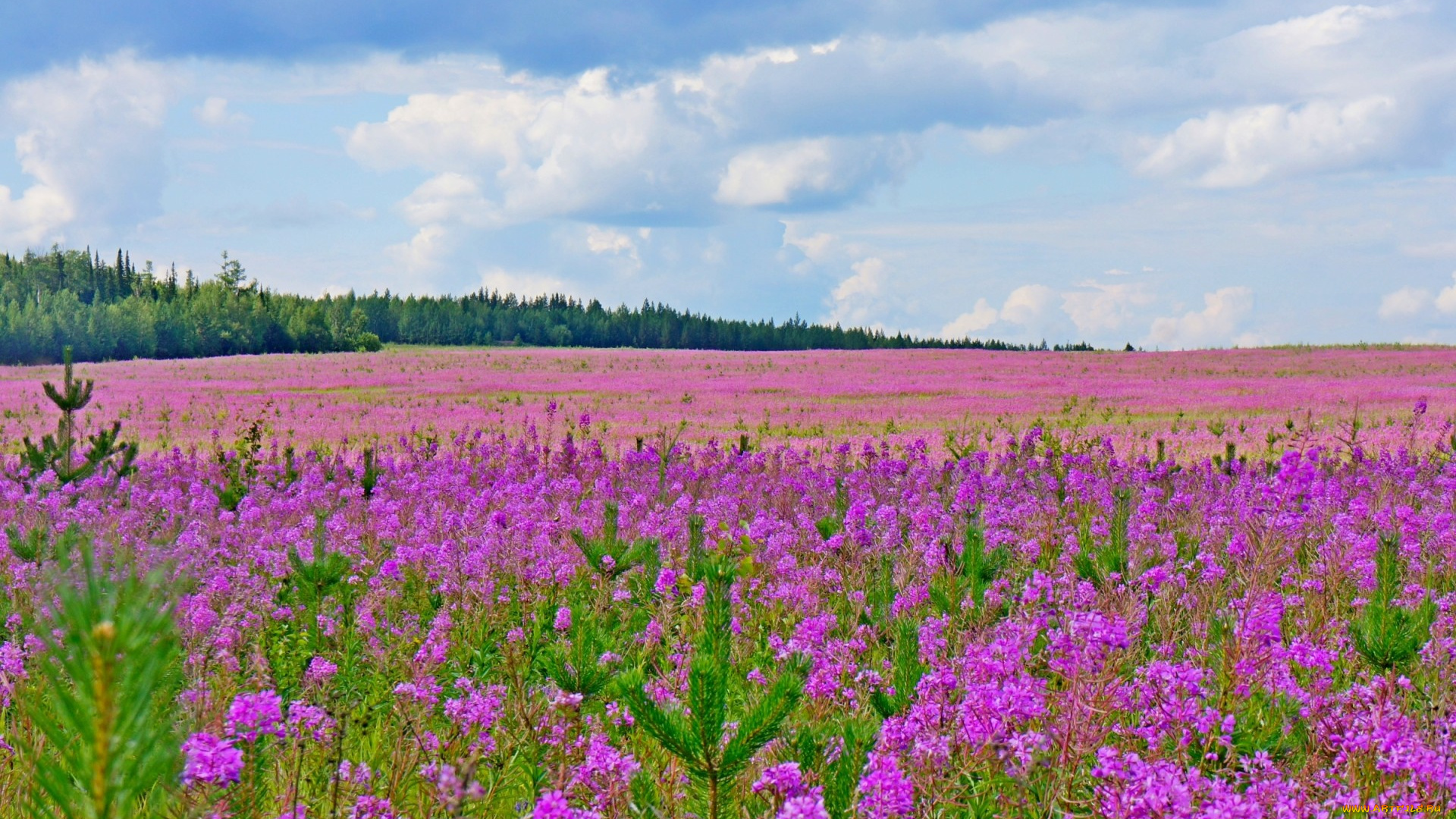 цветы, луговые, , полевые, , цветы, луг, лето, облака, небо